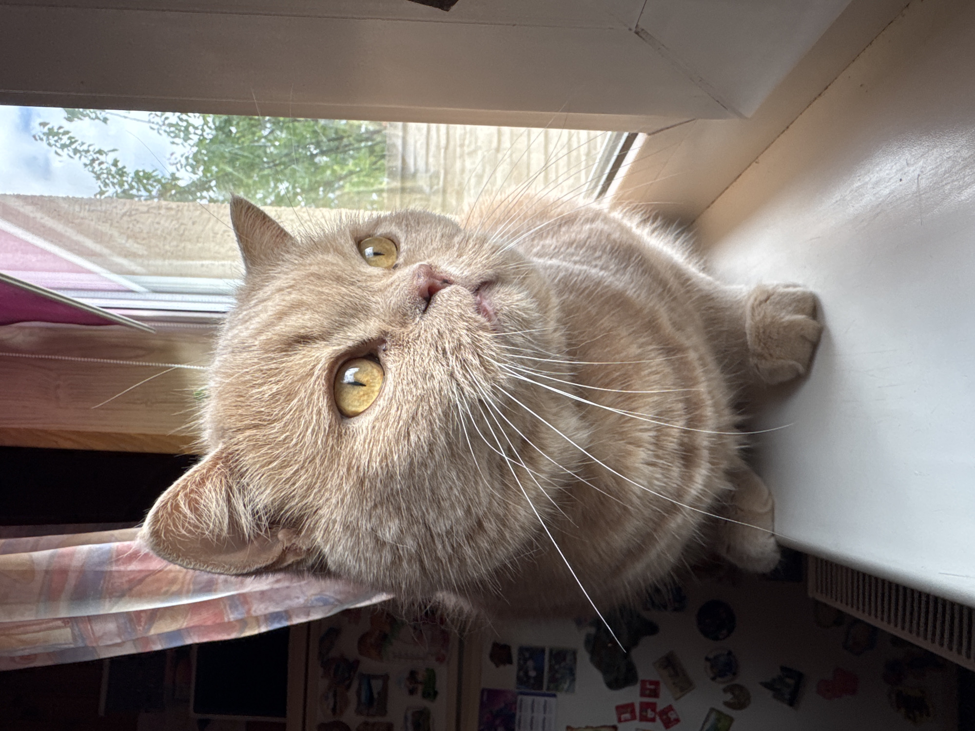 A light orange, fluffy cat is sitting on a white windowsill, looking out a window. The cat has large, yellow eyes and prominent white whiskers. Behind the cat, a patterned curtain is visible on the left, and a refrigerator with magnets is partially visible in the background. Through the window on the right, trees and a fence can be seen under a cloudy sky. The scene appears to be indoors, possibly in a residential setting.