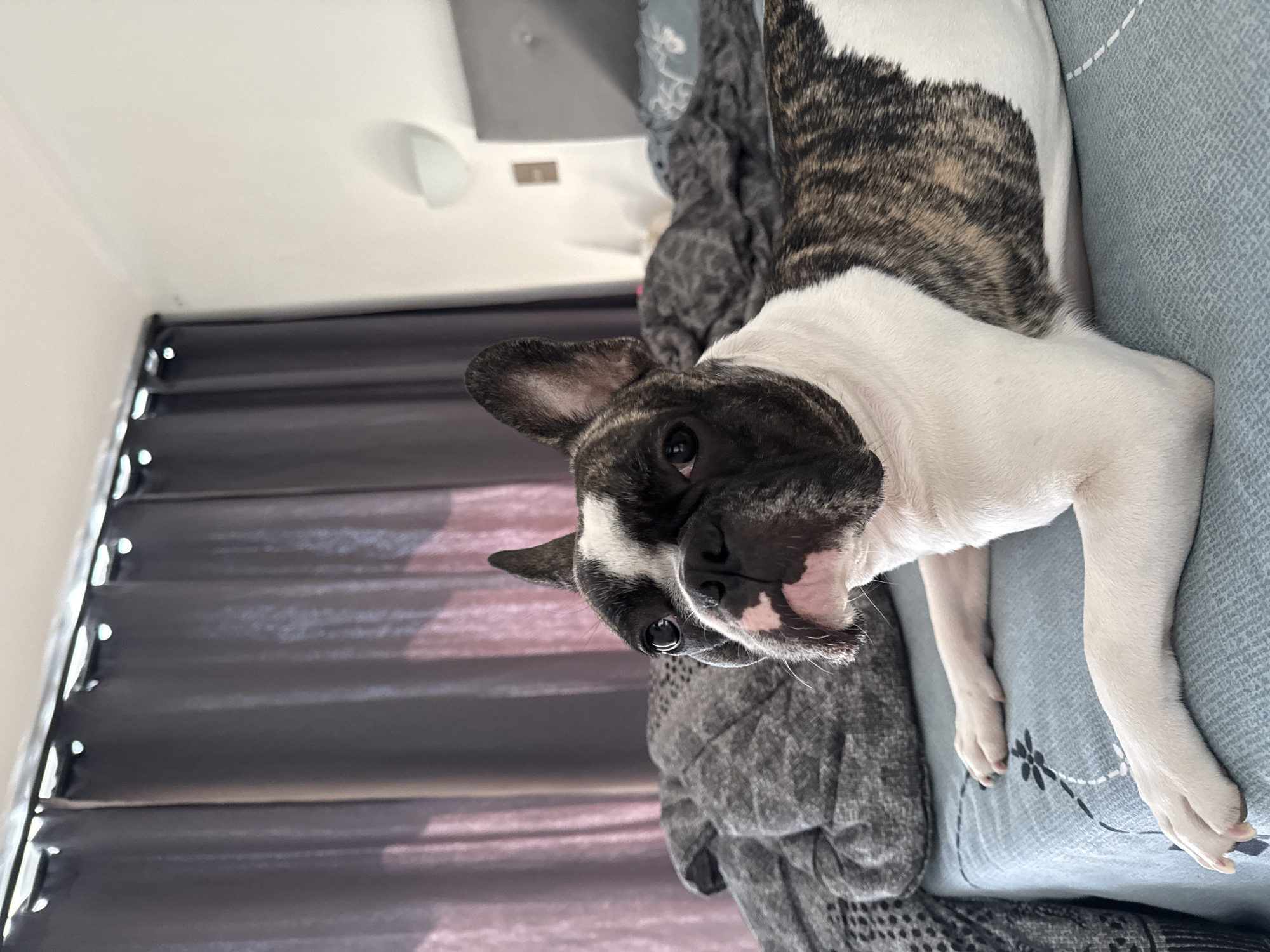 This is a close-up, portrait-oriented photograph of a brindle and white French Bulldog. The dog is lying on its side on a light blue patterned surface, which appears to be a bed or sofa. Its body is mostly white with brindle patches on its back and head. The dog's head is turned towards the camera, with one eye visible and an open mouth, giving it a somewhat alert or curious expression. The background includes dark gray blinds or curtains on the left and a hint of a wall and light fixture at the top. The lighting suggests it is daytime, with soft light illuminating the dog and the room. The overall setting appears to be indoors, likely a bedroom or living area, in a home environment. There is no visible text in the image.