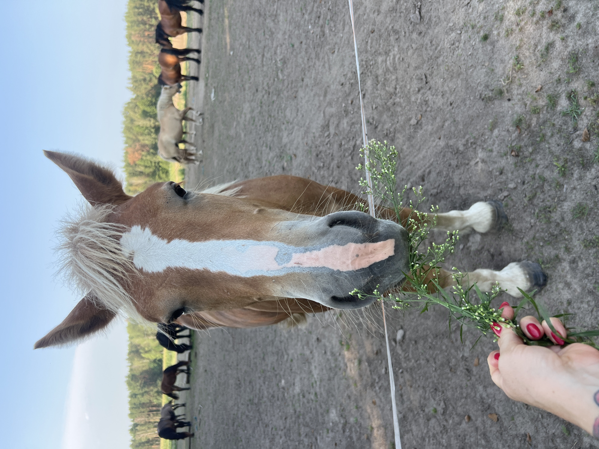 A close-up shot shows a brown horse with a white blaze on its face, eating greenery offered by a human hand. The horse is in the foreground, with other horses visible in the background grazing in a dusty, open field. The location is identified as Hodyszewo, Poland. The sky is clear and blue, and a line of trees forms the horizon.