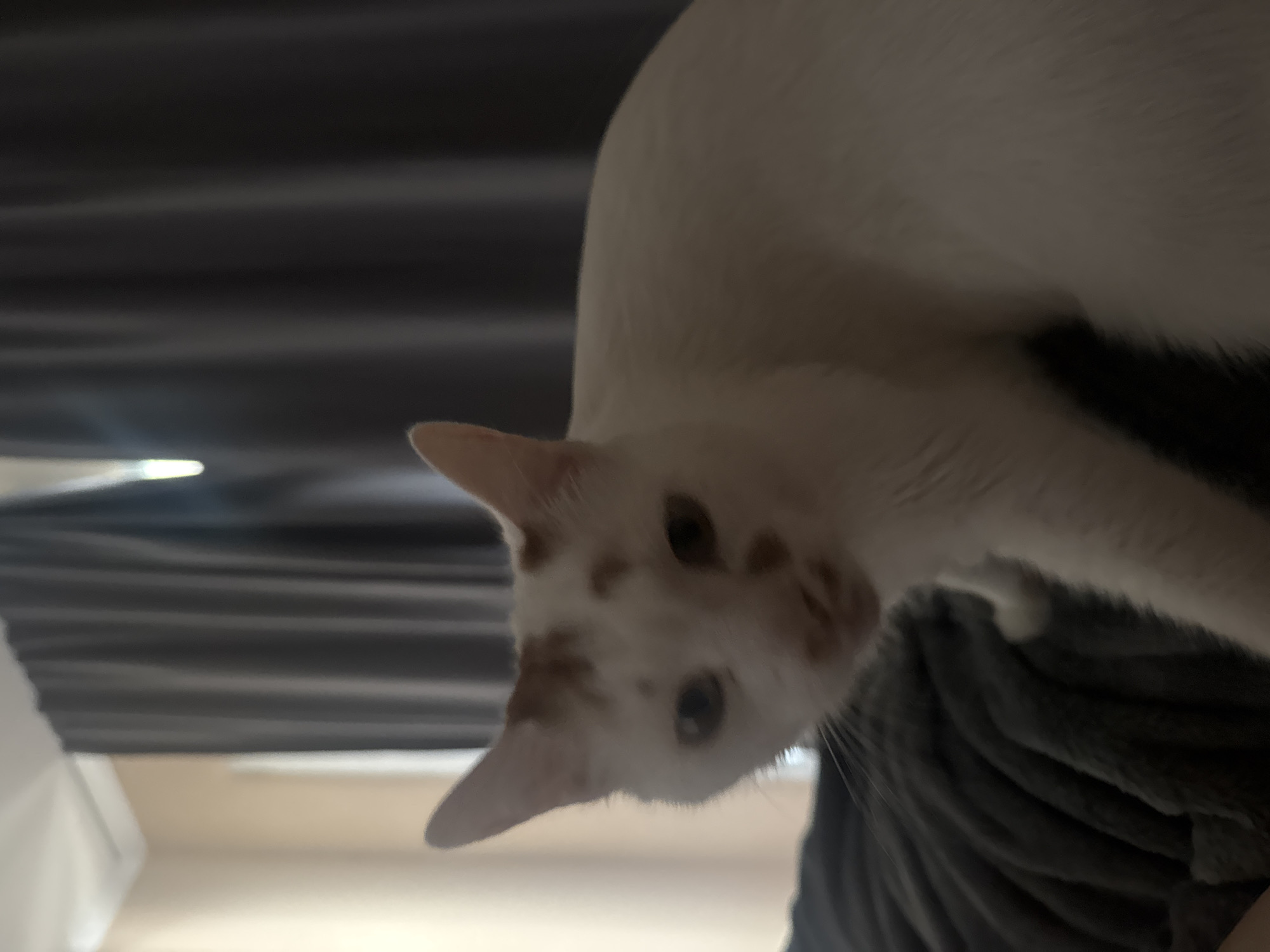 The image shows a close-up of a white cat with orange markings on its face, including a spot above its right eye and another on its cheek. The cat is looking towards the camera with its mouth slightly open. It is positioned on a dark grey, textured surface that appears to be a blanket or upholstery. In the background, there are dark grey curtains and a wall. The lighting is dim, casting shadows on the scene. There is no information available to indicate this image was taken in Sofia, Bulgaria.