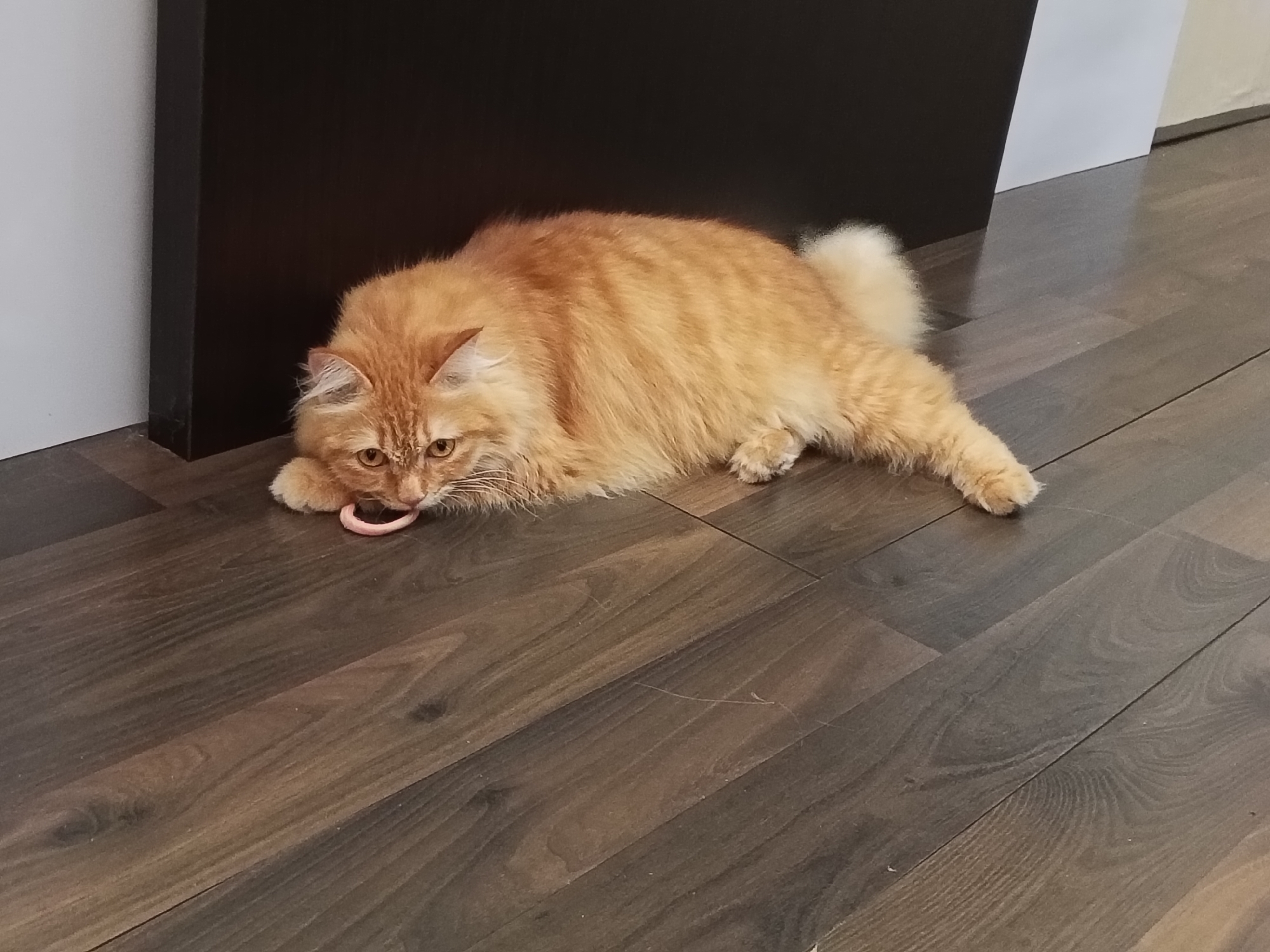 An orange tabby cat is lying on a wooden floor, its head down and its mouth around a pink ring toy. The cat's fur is long and fluffy, and its tail is curled up behind it. The floor is made of dark wood planks, and there is a black and white wall in the background. The scene appears to be indoors, possibly in a home. The specific location in Samarinda, Indonesia is not discernible from the image.