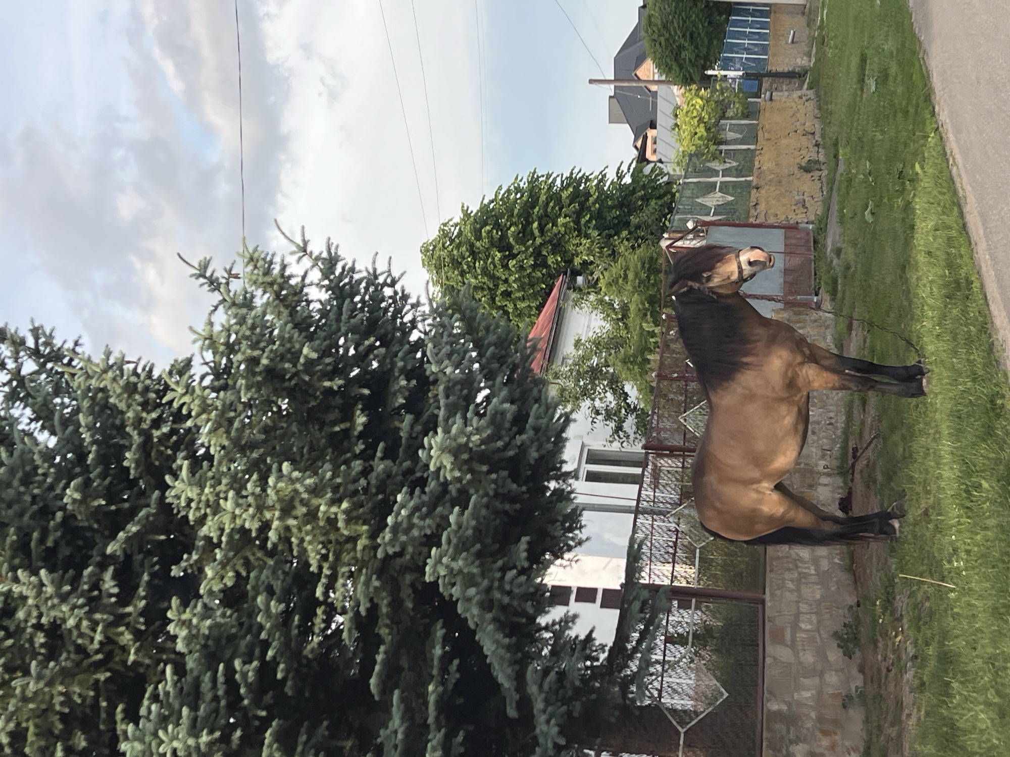 The image displays a daytime scene in Kozivka, Ukraine, featuring a brown horse standing on a grassy verge adjacent to a paved road. The horse, characterized by a dark mane, tail, and lower legs, wears a light-colored halter with a chain extending downwards. A large conifer tree with dense blue-green foliage occupies the left portion of the frame, partially obscuring a white house with dark rectangular facade elements and visible windows behind a metal fence and stone wall. Another large deciduous tree with bright green leaves is positioned in the mid-ground to the right of the white house. In the background, multiple residential buildings with dark pitched roofs are visible. The sky is overcast with gray clouds, though patches of blue are discernable in the upper right, where thin utility lines traverse the view. No individuals are present in the scene, and the horse appears to be passively standing.