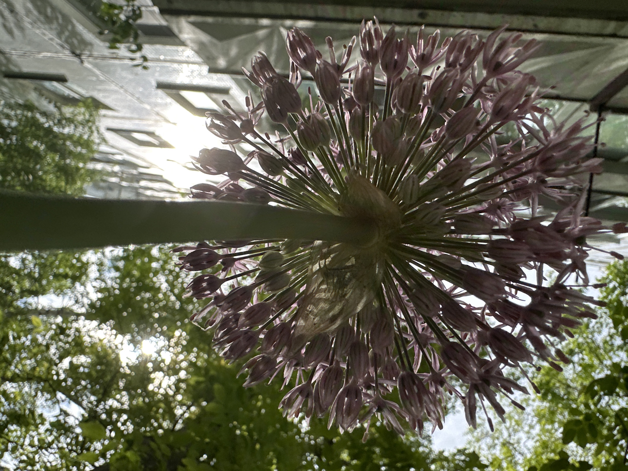 The image displays a large, spherical cluster of light purple or lilac flowers, likely an Allium (ornamental onion), viewed from directly below. The flower head is composed of numerous individual florets, many of which are still bud-like or in early stages of blooming, radiating outwards from a central point. A thick, green stem supports the flower, extending horizontally across the frame from the base of the cluster towards the left.
The setting appears to be outdoors in a garden or park in Stavropol, Russia. In the background, particularly in the upper half of the image, there is a visible light-colored structure with horizontal beams or slats, possibly a pergola, a greenhouse ceiling, or another overhead canopy. Sunlight filters through this structure, creating bright reflections and illuminated areas. Further down and to the sides, an expanse of lush green tree foliage, appearing out of focus, fills the background.
The time of day is clearly daytime, with bright, direct sunlight creating a strong glare towards the upper-left through the foliage and the overhead structure. The weather appears sunny and clear. The upward perspective emphasizes the delicate structure of the flower against the bright sky and verdant background. No discernible text is visible in the image.