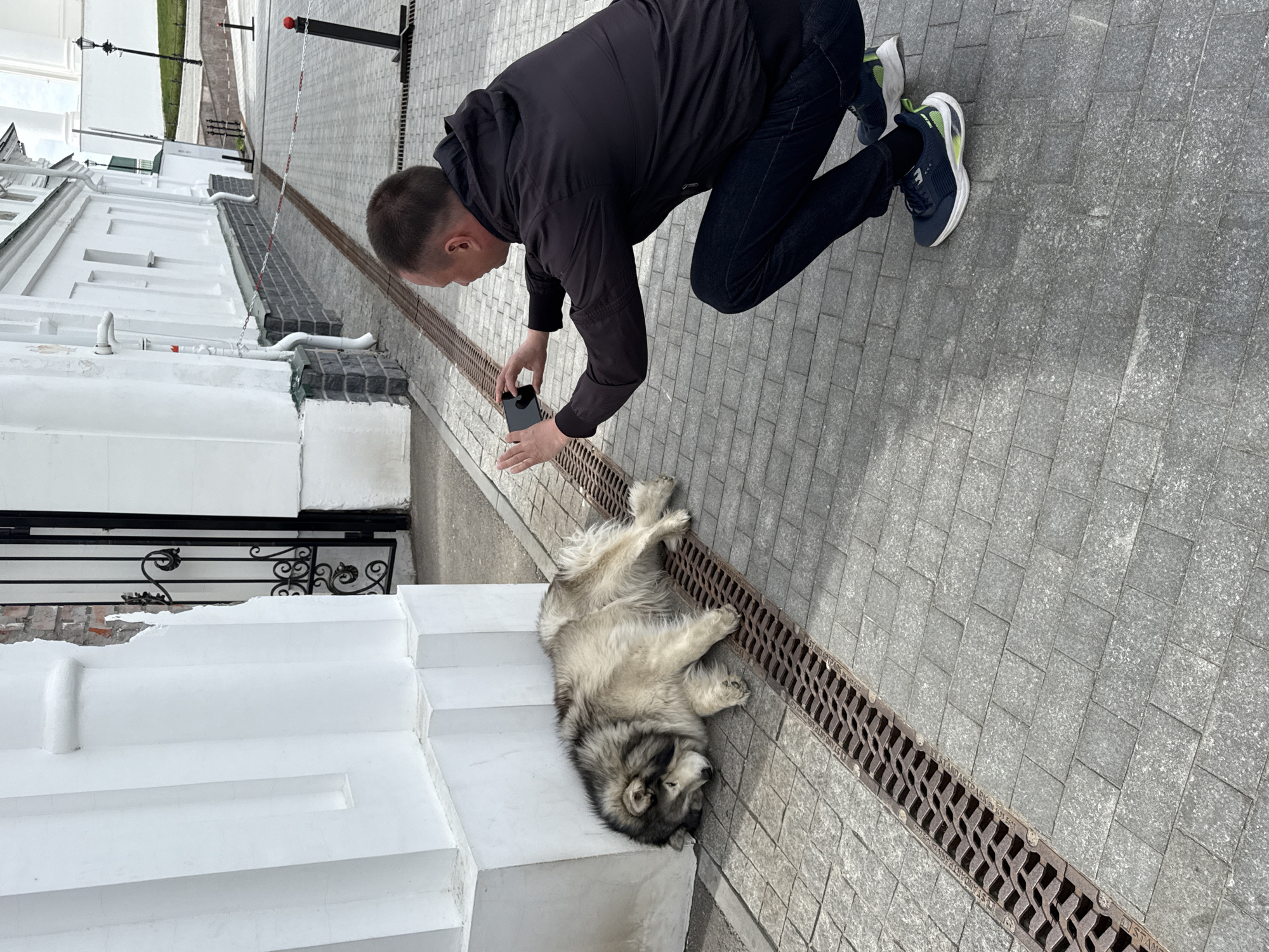 In the city of Arzamas, Russia, a man kneels on a paved surface, taking a photo of a large, light-gray dog lying on its side against a low, white building. The man is wearing dark clothing and sneakers. He holds a black smartphone in his hands, aimed at the dog. The dog lies close to a metal drainage grate. The building behind the dog is white with black ornamental ironwork.