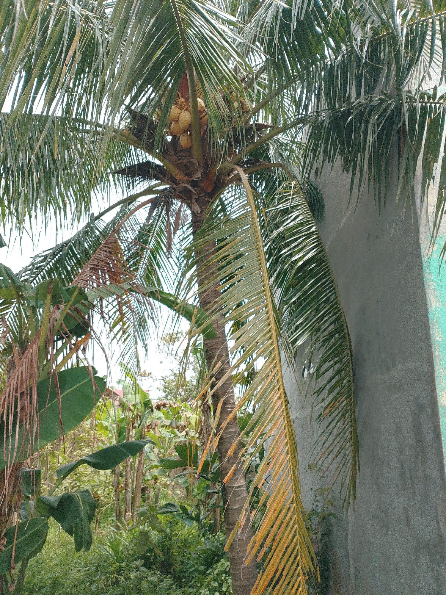 This image depicts a close-up view of a coconut palm tree with a cluster of coconuts visible amongst its fronds. The palm tree is situated in an outdoor environment with lush green vegetation surrounding its base, characteristic of a tropical setting. To the right of the palm tree, a portion of a grey concrete structure, possibly a building wall, is visible. The overall scene suggests a natural or semi-urban environment in Bakaran Batu, Indonesia, given the presence of tropical flora and a building.