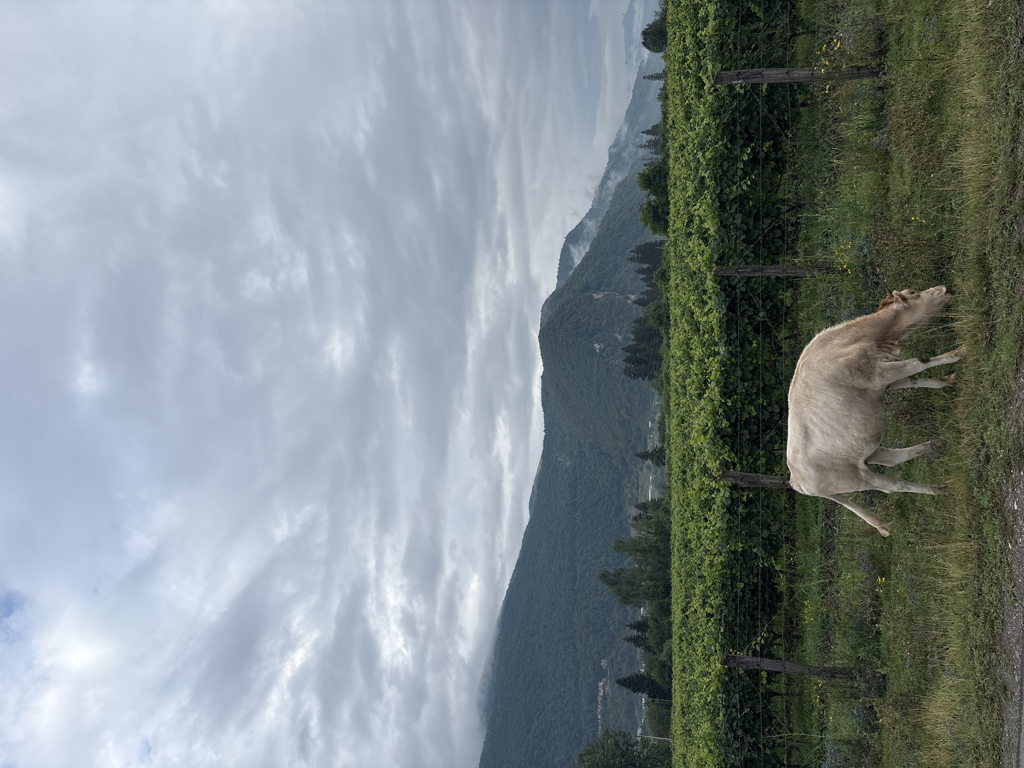 A pale-colored cow is grazing in a grassy area in front of a vineyard. The vineyard stretches across the middle ground of the image, with rows of green grapevines behind a fence. In the background, a line of trees separates the vineyard from a sloping, tree-covered mountain range. The sky above is overcast with gray clouds. The scene is located in the city of Dzirageuli, Georgia.