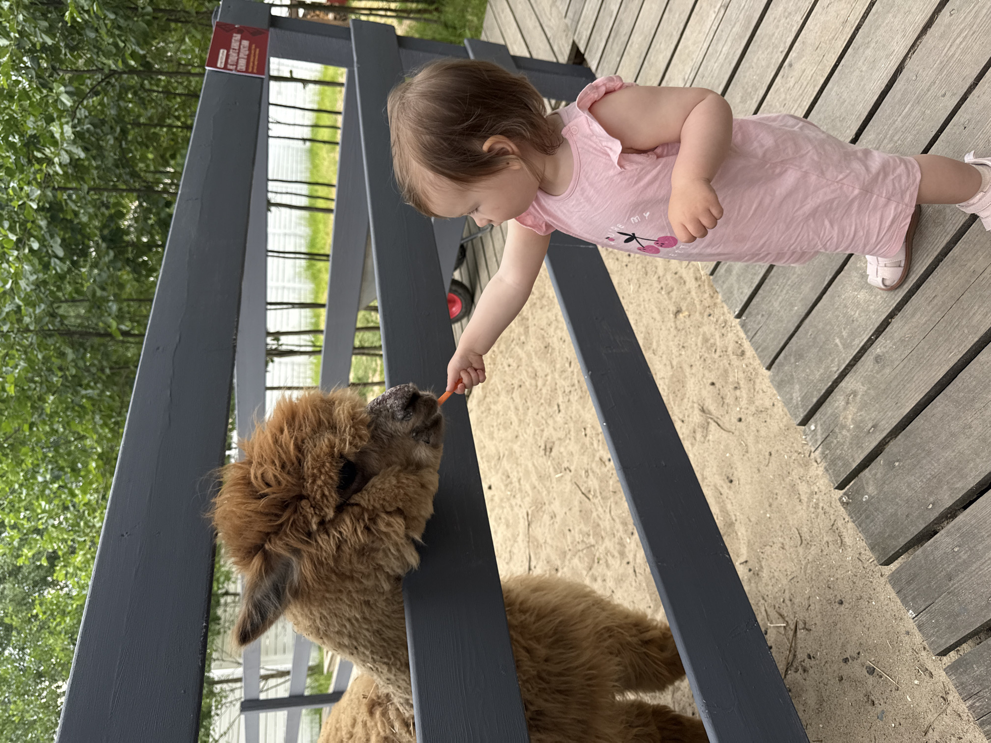 A young child, appearing to be a toddler, is standing on a wooden walkway and feeding a piece of carrot to an alpaca through a grey wooden fence. The alpaca, which is brown and fluffy, has its head over the fence and is reaching for the carrot. The child is wearing a pink dress and white sandals. The background shows trees and a sandy enclosure. The location is identified as Shevelkino, Russia.