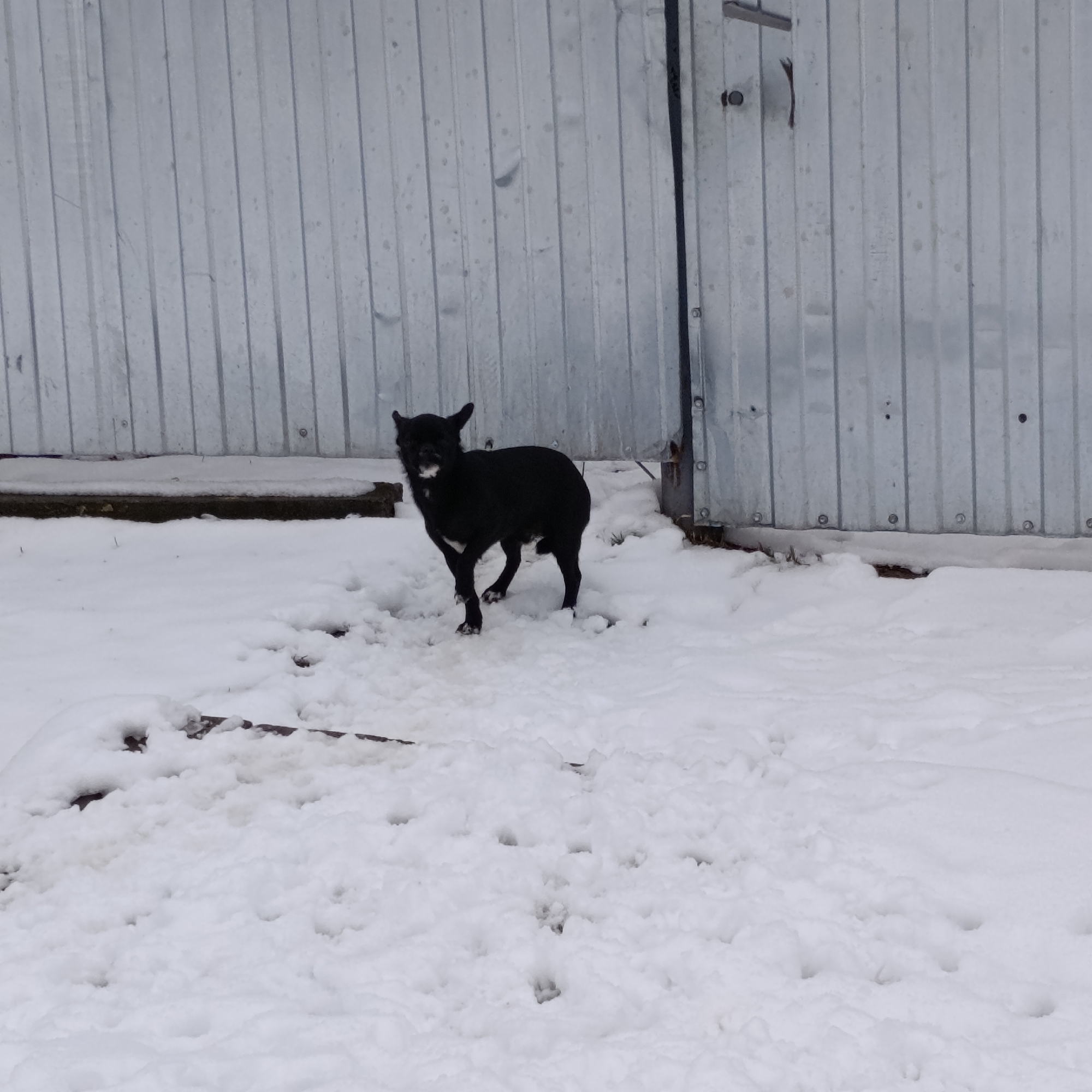 A black dog stands in the snow in Dubovaya, Russia. The dog has upright ears and appears to have some white markings on its chest or chin. The ground is covered in snow, with numerous paw prints visible. Behind the dog is a wall constructed of corrugated metal panels. The wall features visible screw or rivet attachments and a metal support structure on the right side. A low concrete border runs along the base of the wall, partially obscured by snow. The sky is overcast, suggesting a cold winter day. The scene appears to be in a residential or semi-industrial area.