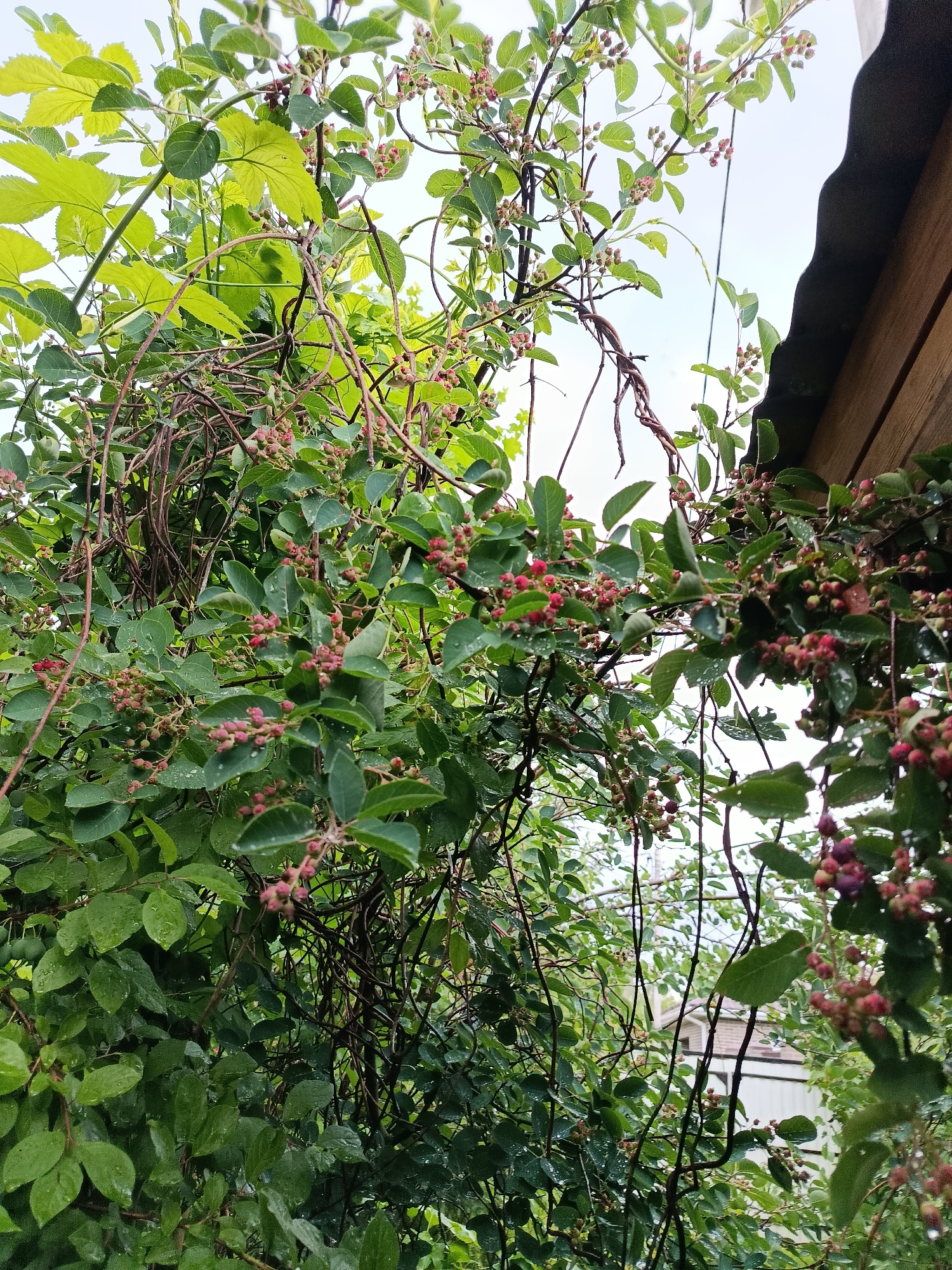 The image captures a close-up view of a leafy plant with clusters of small, developing berries, likely in the city of Verkhoyansk, Russia. The berries are predominantly pinkish-red, with some appearing greener and more immature. The plant's leaves are a vibrant green, some showing water droplets, suggesting recent rainfall. The plant is growing outdoors, with a portion of a dark, corrugated roofline and wooden trim visible in the upper right corner, indicating it is situated near a structure. The background is a soft, light sky.