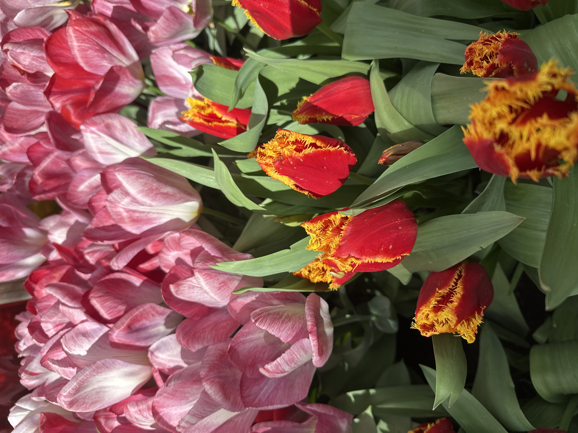 The image depicts a close-up of two types of tulips. On the left, there are densely packed pink and white striped tulips with layered petals. On the right, there are scattered red tulips with fringed yellow edges, interspersed with green leaves. The location appears to be a garden or flower bed, although the specific location in London, United Kingdom, is not identifiable from the image. No people, specific objects beyond the tulips, actions, or interactions are visible. The environment is bright, suggesting daylight.