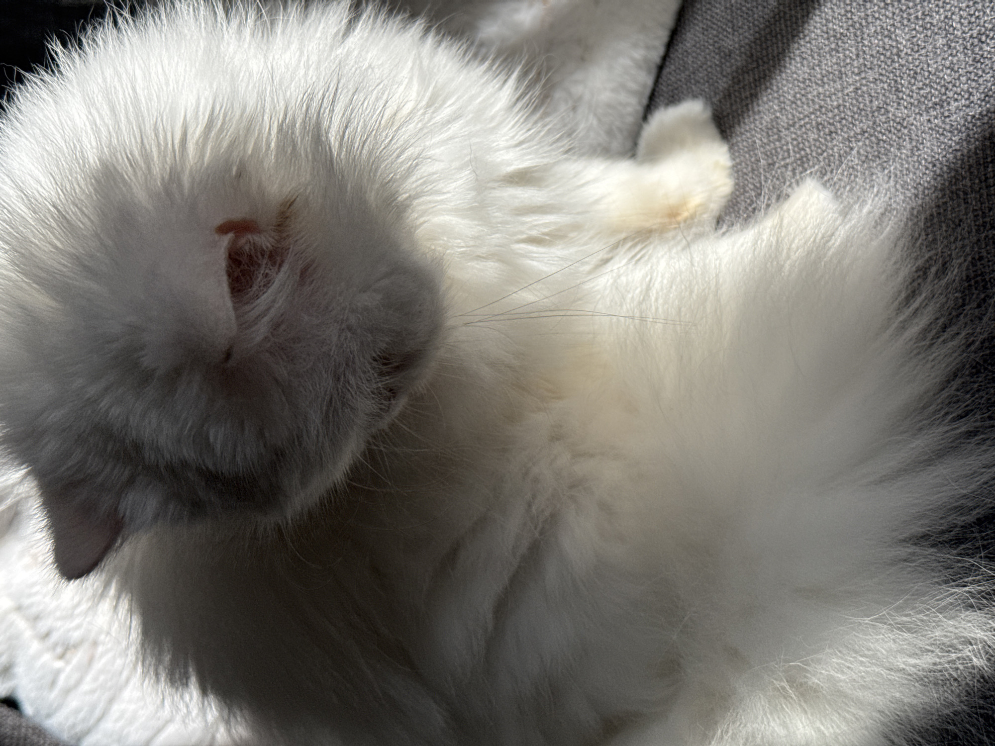 A white, long-haired cat is lying on a gray textured surface, possibly fabric. The cat's head is facing down and to the left, obscuring the eyes and nose. A small, exposed pink ear is visible. Some whiskers are visible on the right side of the image. Light is casting shadows across the scene, suggesting a light source from the top right. No location details are evident in the image.
