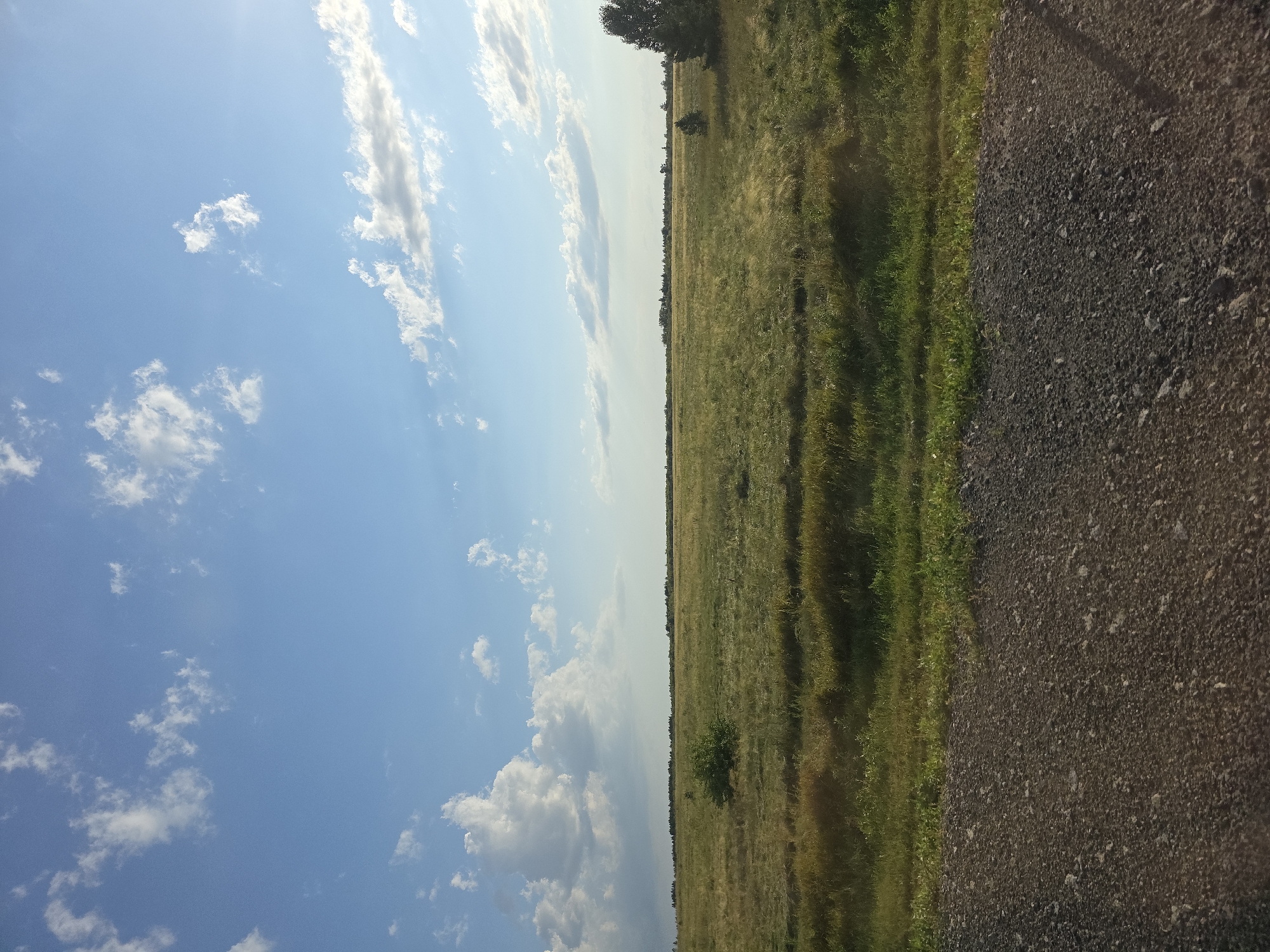 A wide, panoramic view captures a rural landscape under a partly cloudy sky. The foreground is a rough, gravelly surface, suggesting a dirt road or path. Behind it, a field stretches out, covered in dry, golden-brown grasses and interspersed with patches of vibrant green vegetation. A solitary green bush stands in the middle ground of the field. The horizon is lined with a distant treeline, with a few scattered trees visible, including a dark green conifer on the far right. The sky is a brilliant blue, populated by scattered, puffy white clouds, with a bright glare indicating the sun is somewhere off-frame to the right. The scene is serene and expansive, typical of the open fields found in the Troitsk urban district of Russia.