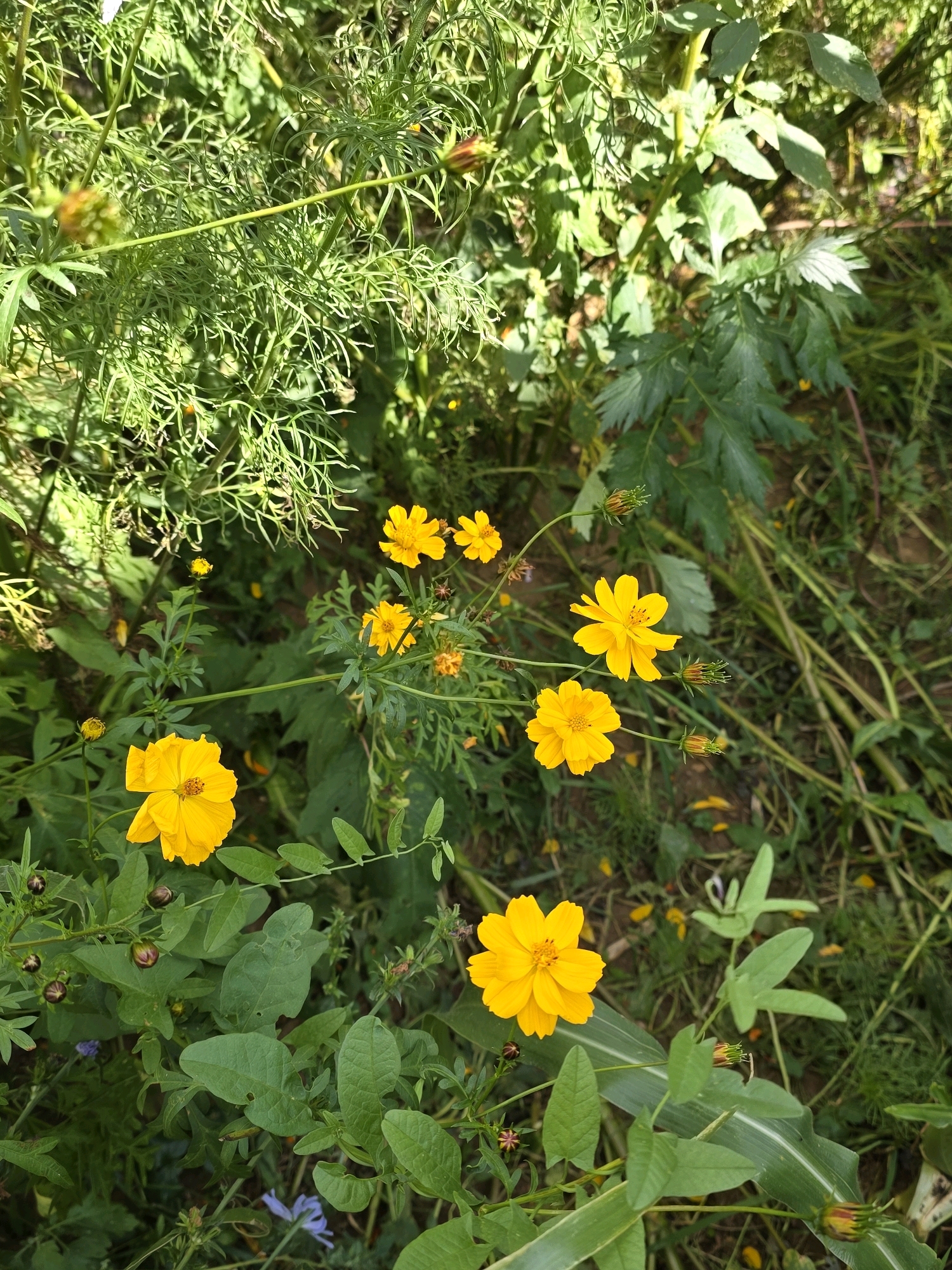 The image shows a close-up view of a garden or natural area filled with yellow cosmos flowers and lush green foliage. The flowers are predominantly yellow, with some appearing in full bloom and others as buds. The leaves are varied in shape and texture, some feathery and delicate, others broader and more solid. The background consists of a dense mix of green plants and dry earth, suggesting an outdoor setting. The lighting indicates it is daytime, with sunlight casting shadows and highlighting the textures of the plants. There are no people, structures, or any indication of urban elements that would suggest a specific location in the city of Речицы, Russia. The scene is entirely natural and appears to be a close-up of flora.
