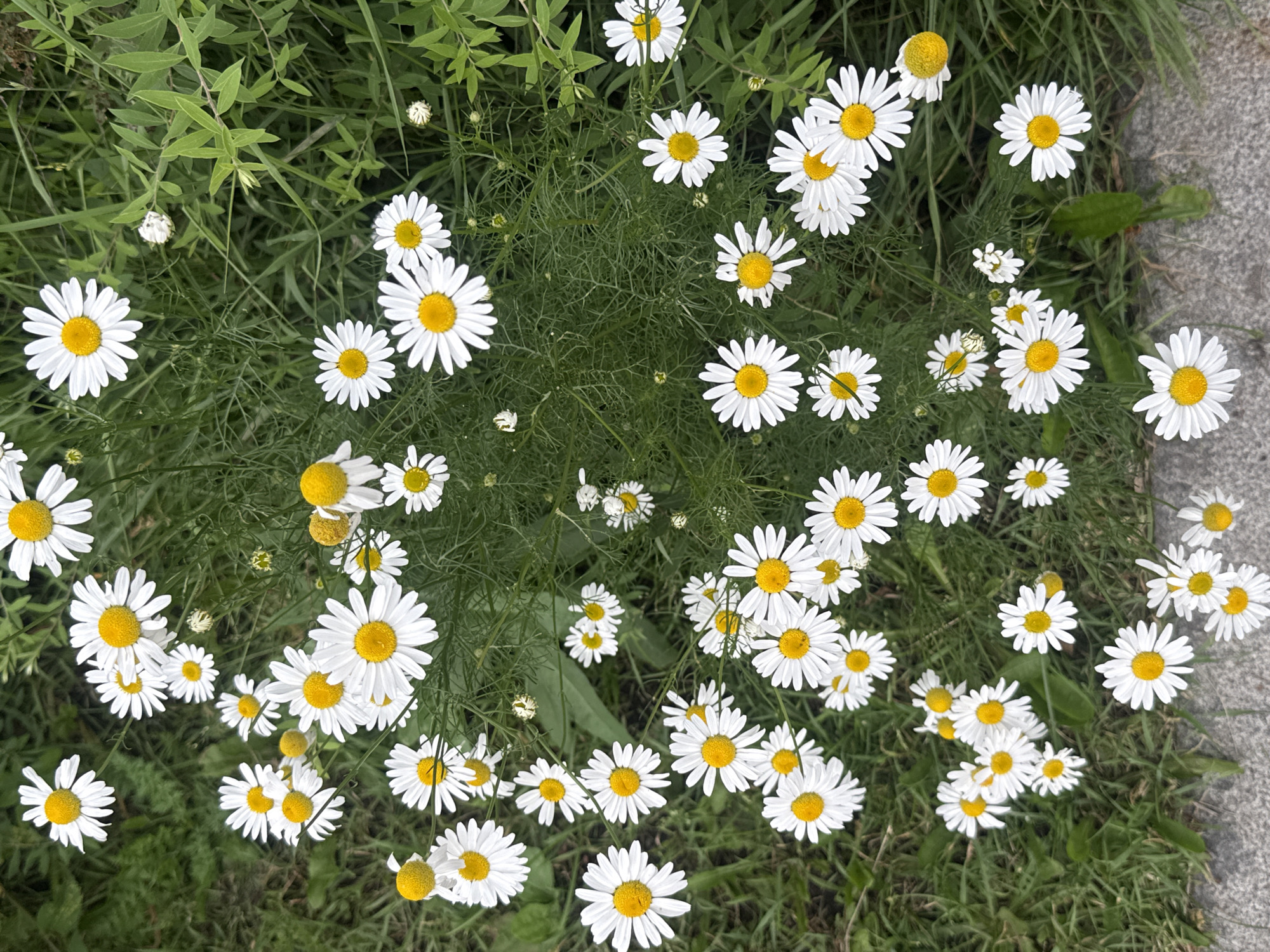The image shows a close-up, top-down view of a patch of white daisies with yellow centers growing amongst green foliage and grass. The daisies are of varying sizes, with some in full bloom and others partially open. Some of the flowers are oriented towards the viewer, while others are angled away. The background consists of lush green grass and slender green leaves, some of which appear feathery. A grey, textured surface, possibly a sidewalk or path, is visible at the bottom of the frame, with a few daisies growing near its edge. The lighting suggests it is daytime, with the sun illuminating the flowers and casting subtle shadows. No people are present in the image. The scene depicts a natural setting, likely a park, garden, or roadside in Yekaterinburg, Russia, characterized by abundant flowering plants.