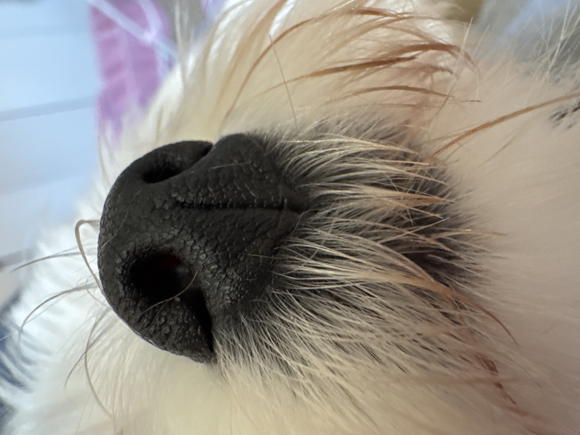 A close-up photograph shows a black dog's wet nose and surrounding fur. The nose is textured and moist, with visible nostrils. The fur is a mix of white and light brown, appearing somewhat matted and damp. The background is blurred, showing hints of blue and pink, suggesting an indoor setting. The image is focused on the animal's snout.