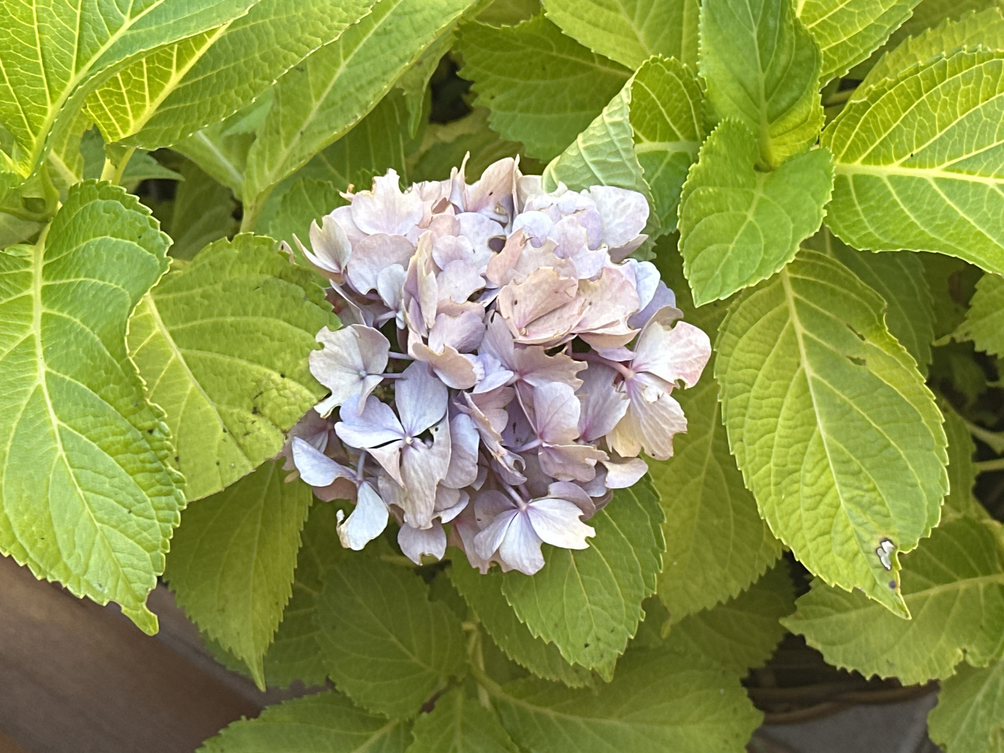 A close-up, top-down shot captures a cluster of pale purple and pink hydrangea flowers surrounded by vibrant green leaves. The flowers are dense and layered, with some petals showing signs of drying or wilting. The leaves are broad and ovate, with serrated edges and prominent veining, catching the light and appearing almost luminous. The background is blurred, hinting at a natural outdoor setting, possibly a garden in Krasnaya Polyana, Russia, though no specific landmarks are visible to confirm the location. There are no people or animals present in the image.