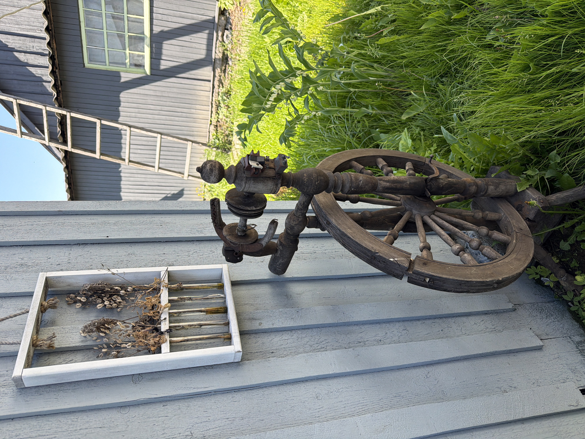 A rustic, wooden spinning wheel stands in front of a light blue, weathered wooden wall, likely part of a shed or outbuilding. To the left of the spinning wheel, a white, rectangular wooden frame is mounted on the wall, containing several glass vials with dried plant matter. Behind the spinning wheel and to the right, a grey, corrugated metal building with a sloped roof is visible. A tall, wooden ladder leans against this building. A window with a green frame is present on the building's wall. The ground is covered in lush green grass, with some wildflowers interspersed. The scene is bathed in bright sunlight, casting shadows from the objects. The setting appears to be outdoors in a rural or semi-rural environment, given the presence of the outbuilding, ladder, and natural vegetation.