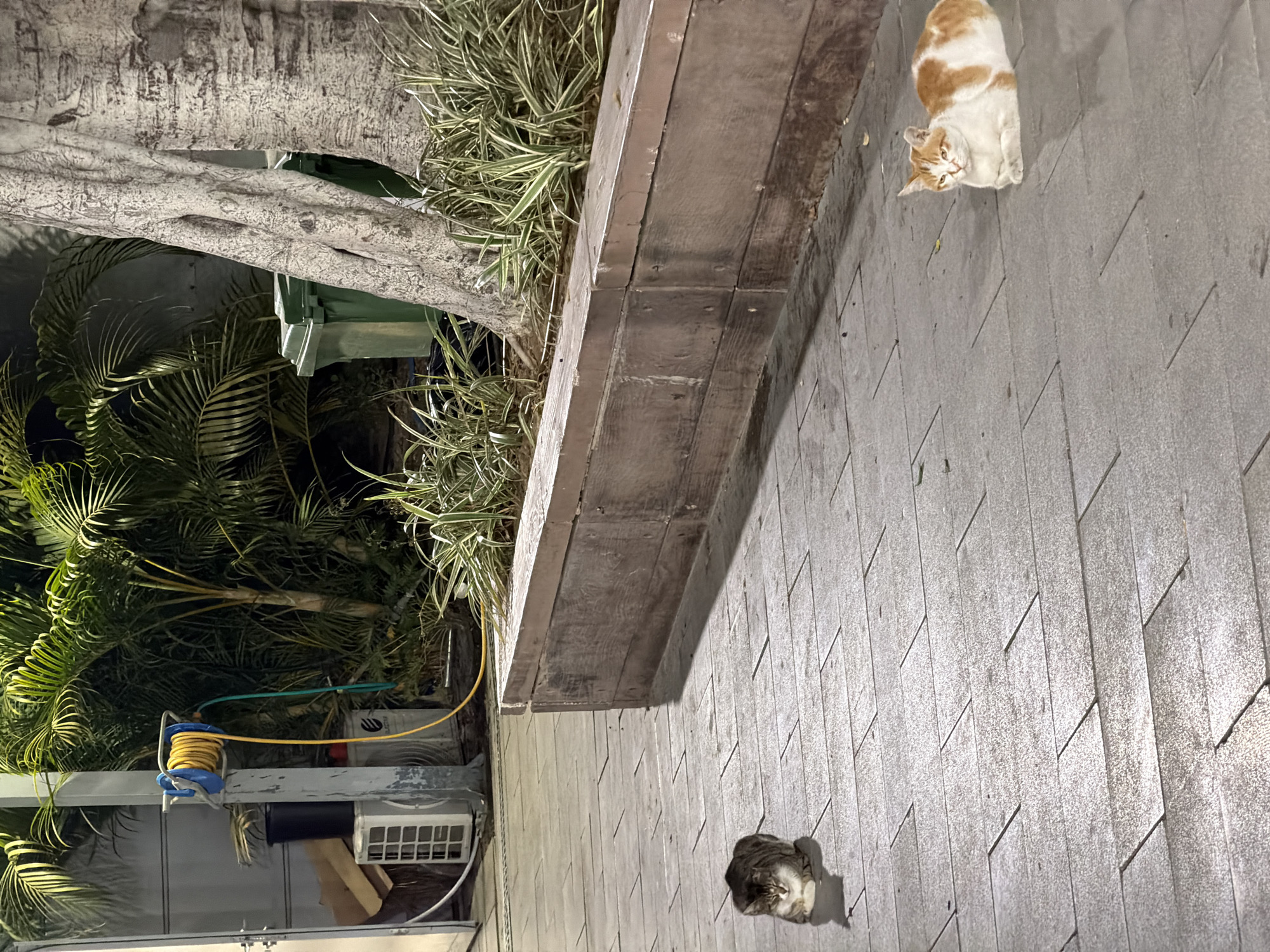 The scene depicts an outdoor setting, likely a street or courtyard, in Tel-Aviv, Israel, based on the presence of architectural and environmental elements typical of the region. Two cats are prominently featured: one orange and white cat lies on a paved surface, facing the upper-left corner of the image. Another cat, appearing grey and white, is positioned near the bottom-center of the frame.
A raised wooden planter box runs vertically along the left side of the image, containing various plants, including grasses. Behind the planter box, dense greenery is visible.
Behind this greenery and to the bottom left of the planter box is a small, white, electrical box. A yellow extension cable and blue cable tie are placed on it.
The paved surface with a concrete block look, possibly a sidewalk or patio, stretches across the majority of the frame, providing the backdrop for the cats. The overall lighting suggests it is nighttime.