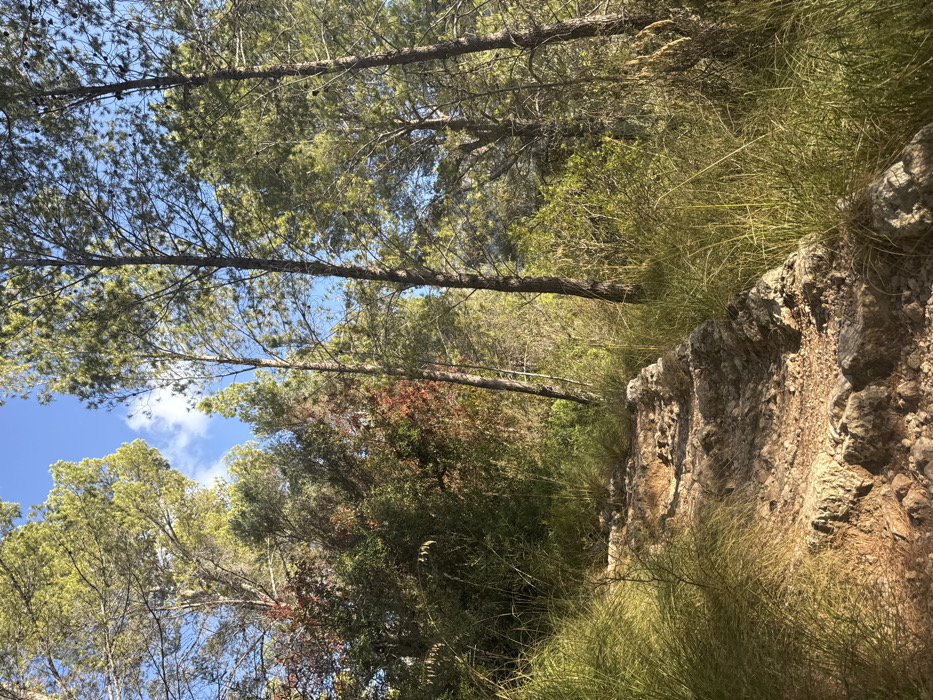 The image displays a rocky, unpaved footpath ascending through a dense forest in Deià, Spain. The path, composed of natural rock formations and loose stones, occupies the lower and central foreground, illuminated by direct sunlight. Tall, golden-green grasses line both sides of the path, extending into the midground. Beyond the grasses, the scene is dominated by numerous tall, slender pine trees with bright green foliage, their trunks visible against a backdrop of varied green and some reddish-brown undergrowth. Patches of clear blue sky with sparse white clouds are visible through the tree canopy at the top of the frame. No human subjects, animals, or structures are present.