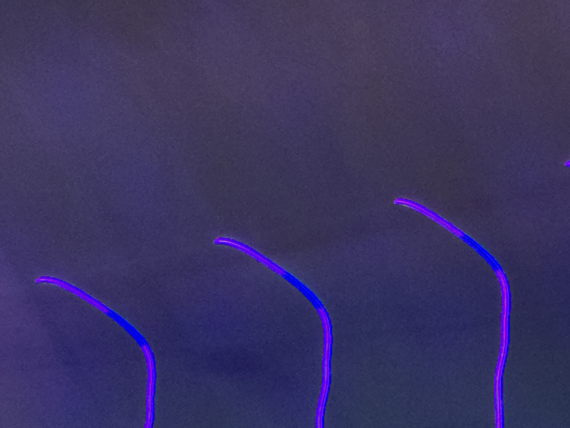 The image is a close-up, abstract shot of glowing purple and blue lines against a dark, textured background. The lines are thin and appear to be illuminated, possibly neon or LED strips. They are curved and form a wavy pattern, reminiscent of decorative lighting. The background is a deep, muted purple with subtle variations in tone, giving it a slightly grainy or canvas-like appearance. There are no discernible objects, people, or specific locations visible in the image. The lighting suggests an artificial, possibly nighttime setting, but without any contextual clues, it's impossible to pinpoint a specific location within Bangkok, Thailand.