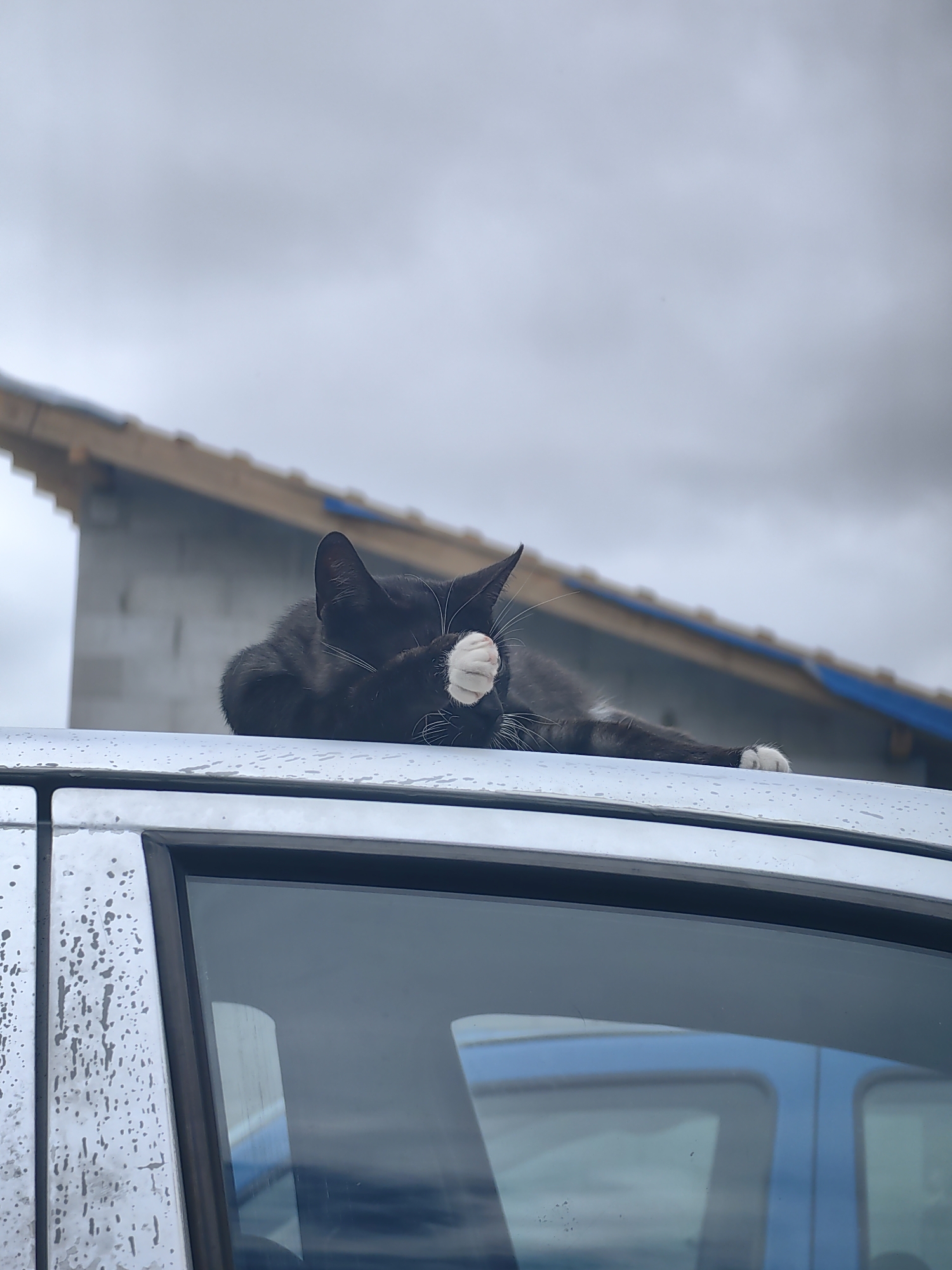 A black and white cat is lying on the roof of a car. The cat is covering its face with its paw. In the background, there is a building under construction with a wooden roof structure. The sky is cloudy and overcast. The car is silver and appears to be wet, with water droplets visible on its surface. The image is taken from a low angle, looking up at the cat and the car. The location is the city of Myadzyel, Belarus.