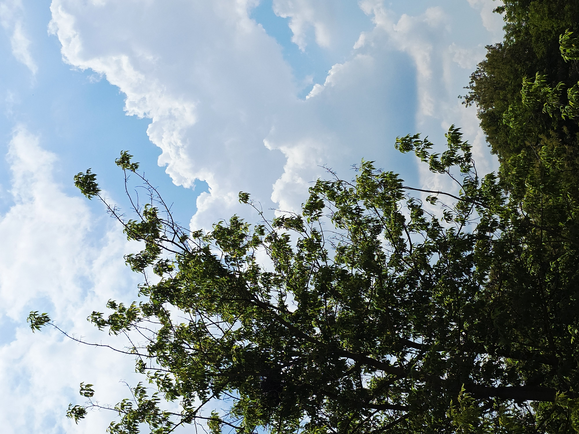 The image displays an upward view of a bright blue sky partially obscured by the dark silhouette of tree branches and green leaves. The sky is filled with large, fluffy white cumulus clouds, indicating a clear, sunny day. The clouds are particularly prominent on the right side and in the upper left portion of the frame, with patches of clear blue sky visible between them.
The lower half and right side of the image are dominated by the canopy of a tree, or possibly multiple trees. Dark, intricate branches extend across the frame, laden with numerous vibrant green leaves. Many of the leaves are backlit by the bright sky, creating a contrast with their darker undersides or shaded areas. The overall impression is that of looking up through a natural tree canopy on a bright, pleasant day. There are no people, man-made objects, or discernible activities taking place. No text is visible in the image. The setting appears to be an outdoor natural environment.