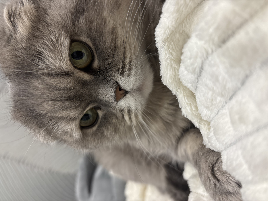 A domestic cat, likely a Scottish Fold due to its head structure, is depicted in a close-up, eye-level shot. The cat possesses grey tabby fur with subtle darker stripes visible on its forehead and lighter fur around its muzzle. Its eyes are a greenish-yellow hue with dark, dilated pupils, and it stares directly forward. A small, pink nose and numerous white whiskers are prominent. The cat is lying on a white, textured, fluffy blanket, with its left front paw partially visible on the blanket in the lower left. The background is softly blurred, revealing a light-colored vertical surface, possibly a wall with faint texture, and an indistinct grey object. The scene takes place indoors. There are no visual elements within the image to identify the specific location as Chaikovsky, Russia.