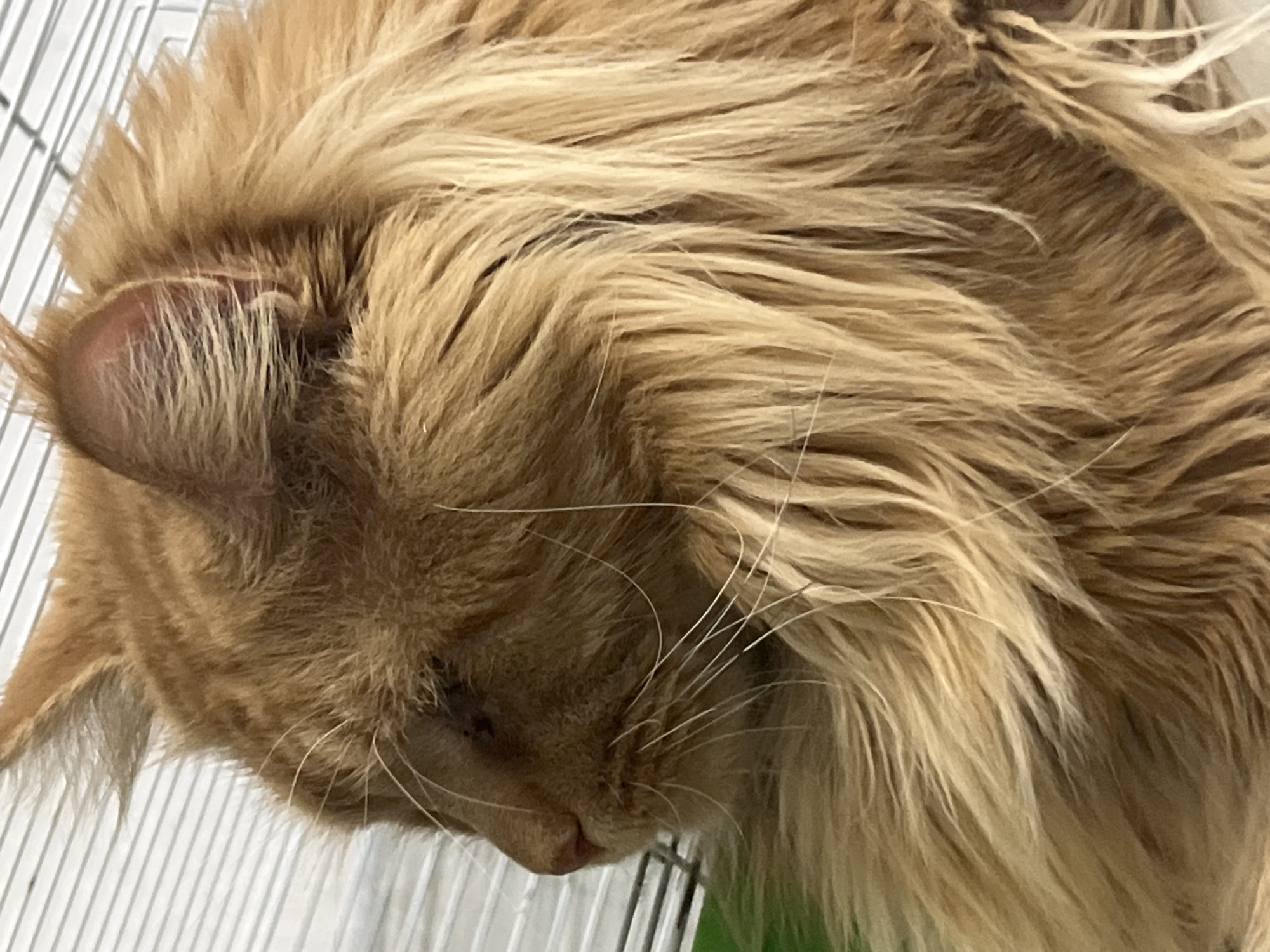 The image is a close-up, profile view of an orange cat with long fur. The cat is facing left, with its head slightly lowered. Its fur is a mix of light and dark orange, with lighter cream-colored fur around its muzzle and on its chest. The cat's eyes are mostly closed, and its ears are pointed upwards. The background consists of white horizontal bars, possibly part of a cage or enclosure, and a hint of green material at the bottom left. The lighting is bright, and the focus is on the cat's head and fur. The scene appears to be indoors, and the cat is the sole subject.