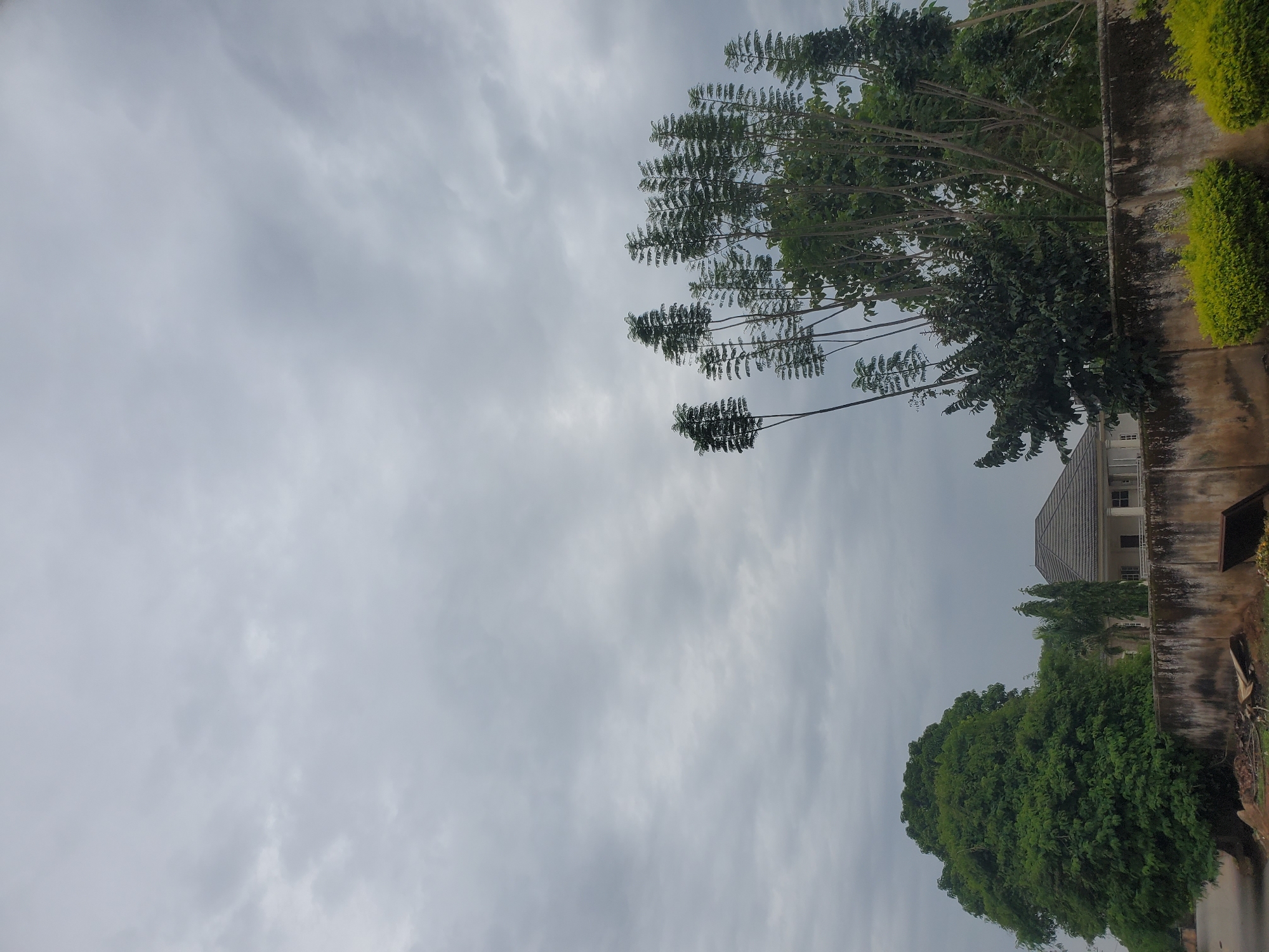 The image shows a cloudy sky over a residential area. In the foreground, there is a weathered concrete wall with some debris and overgrown vegetation. To the left, a large, dense green tree dominates the view. Behind the wall, a modern house with a grey tiled roof is visible, partially obscured by trees and foliage. Several tall, slender trees with sparse, feathery leaves are positioned in the mid-ground. The overall impression is one of an overcast day in a suburban or semi-rural setting, possibly in the city of Jos, Nigeria. There are no people or animals visible in the image. The environment appears to be a typical residential compound, suggesting a tranquil yet somewhat unkempt domestic scene.