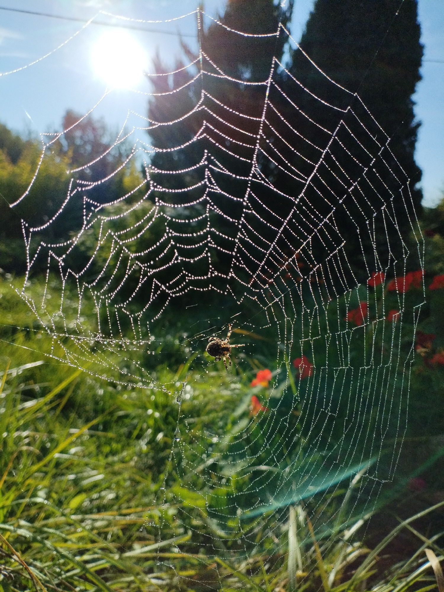 A close-up, eye-level, full-shot photograph captures a dew-covered spider web in a natural outdoor environment. The spider web, intricately spun, is adorned with numerous small water droplets, each glistening and reflecting the bright sunlight. A small spider is visible on the web. The background is softly blurred, revealing vibrant green grass and foliage, with hints of red flowers in the distance. The sun, a dominant bright orb, is positioned in the upper left of the frame, casting a strong glare and illuminating the scene. The overall impression is one of delicate natural beauty and morning light. No people or structures are present in the image. The location is not specified as Bialynichy, Belarus.