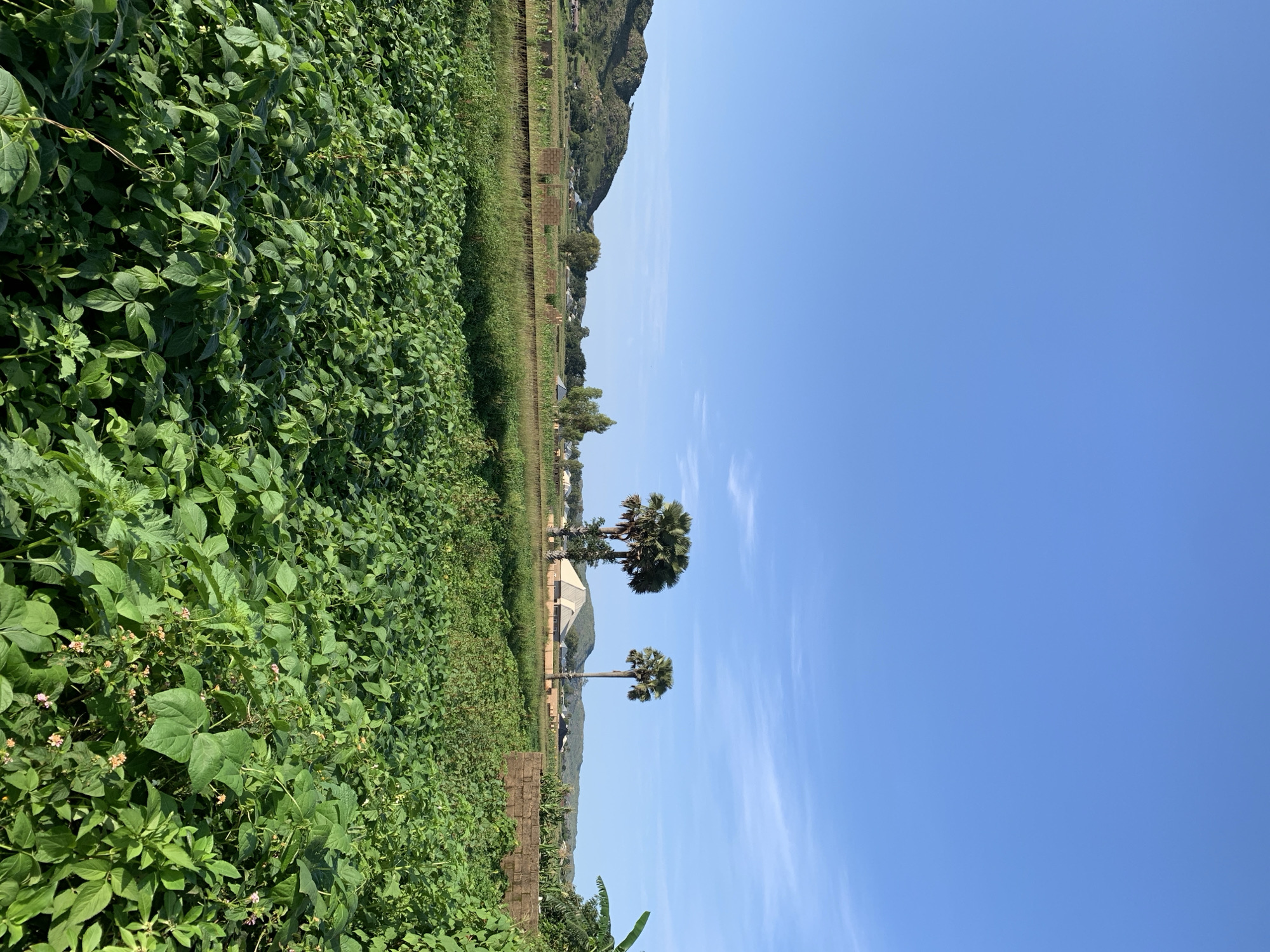 The image depicts a vibrant green field of crops under a clear blue sky in Kuru Karama, Nigeria. In the foreground, a dense expanse of leafy plants stretches across the frame, indicating a cultivated area. Beyond the field, a low-lying wall or barrier runs horizontally, separating it from a slightly elevated strip of land with scattered vegetation. Further in the distance, two prominent palm trees stand tall, one slightly taller and thinner than the other. Behind them, a distinctive conical-shaped building with a light-colored roof is visible, alongside other scattered structures and buildings that suggest a rural settlement. The background is dominated by rolling hills covered in vegetation, creating a sense of depth and natural landscape. The overall scene is tranquil and agrarian, characteristic of a Nigerian countryside.