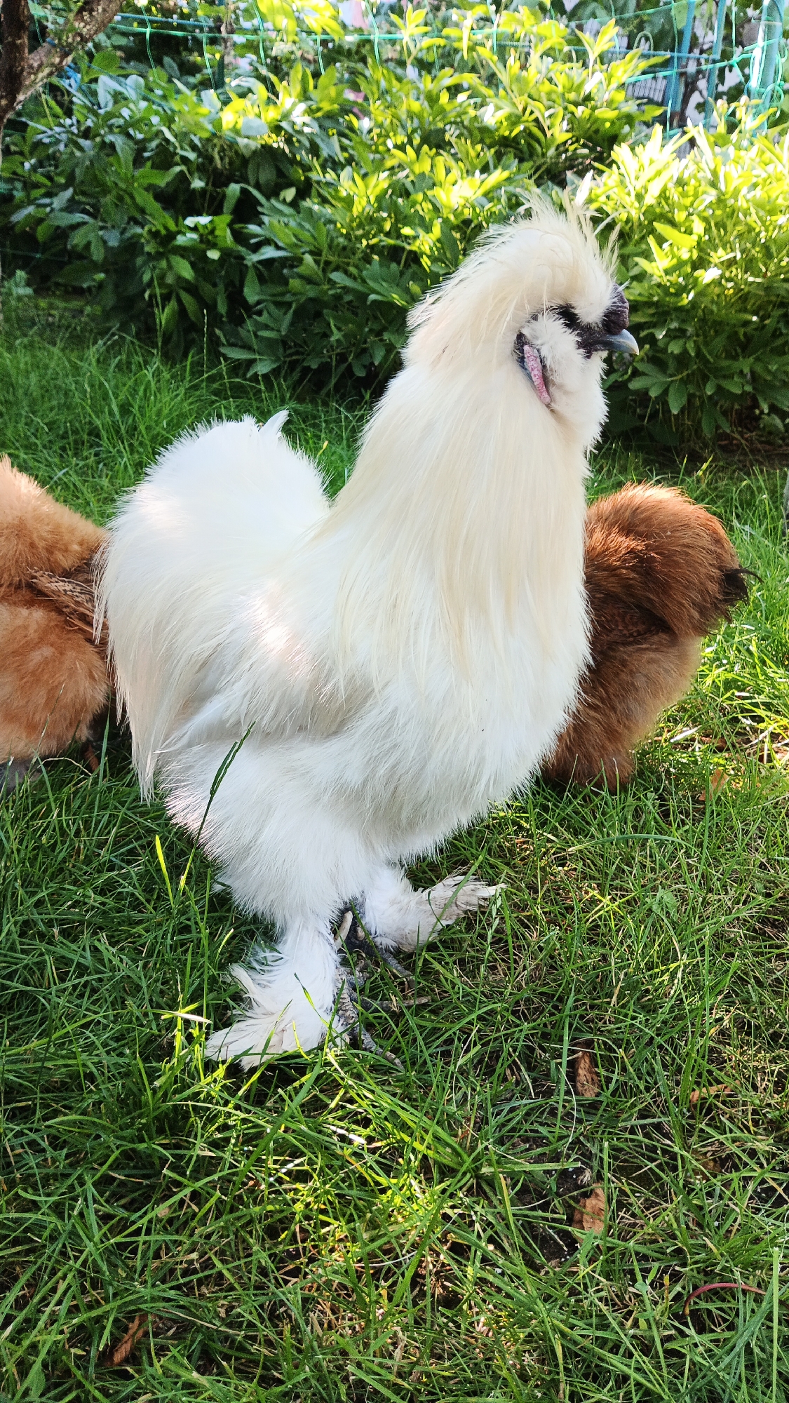A white Silkie chicken stands in lush green grass, facing right. The chicken has fluffy white feathers and a distinctive crest of feathers on its head. Its comb and wattles are a dark purplish-black. Behind the white chicken, a brown Silkie chicken is partially visible, facing left. The background consists of dense green foliage and a blurred green fence. The lighting suggests it is daytime, with sunlight illuminating the scene.