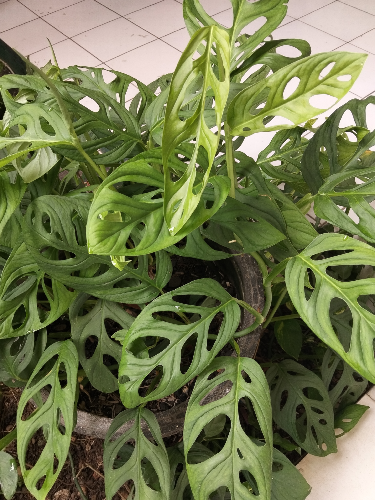 A close-up, overhead shot captures a vibrant green Monstera adansonii plant, commonly known as the Swiss cheese plant, growing in a weathered, dark-colored pot. The plant's distinctive leaves, characterized by their numerous natural holes, fill the frame, with some leaves appearing shiny and wet. The pot rests on a tiled surface, possibly a patio or walkway, in an outdoor setting. The tiles are light-colored with a grid pattern. In the background, the edge of a white wall is visible, suggesting an urban or suburban environment within the city of Banjar, Indonesia. The scene is brightly lit, with natural light highlighting the textures and details of the plant's foliage. There are no people or animals present in the image, and the focus is solely on the plant and its immediate surroundings.