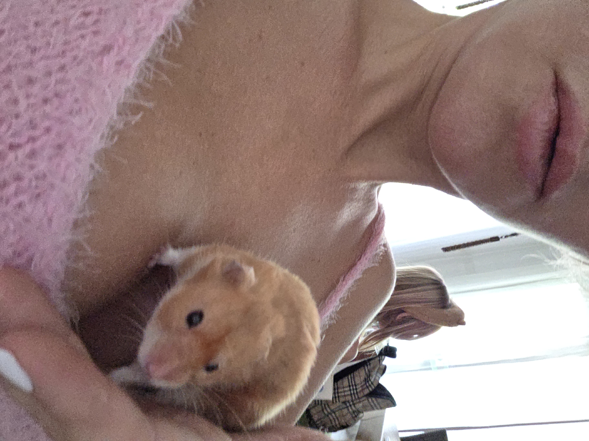 A close-up, slightly blurry shot shows a person holding a small, orange and white hamster to their chest. The person is wearing a fuzzy pink sweater. Their face is partially visible in the upper left corner, showing lips and part of the chin. In the background, another person with blonde hair is visible, looking away from the camera. The scene appears to be indoors, with a bright window and some folded fabric in the background. The image's quality suggests it was taken casually, possibly with a mobile phone. There is no discernible connection to North Kuta, Indonesia in the image.