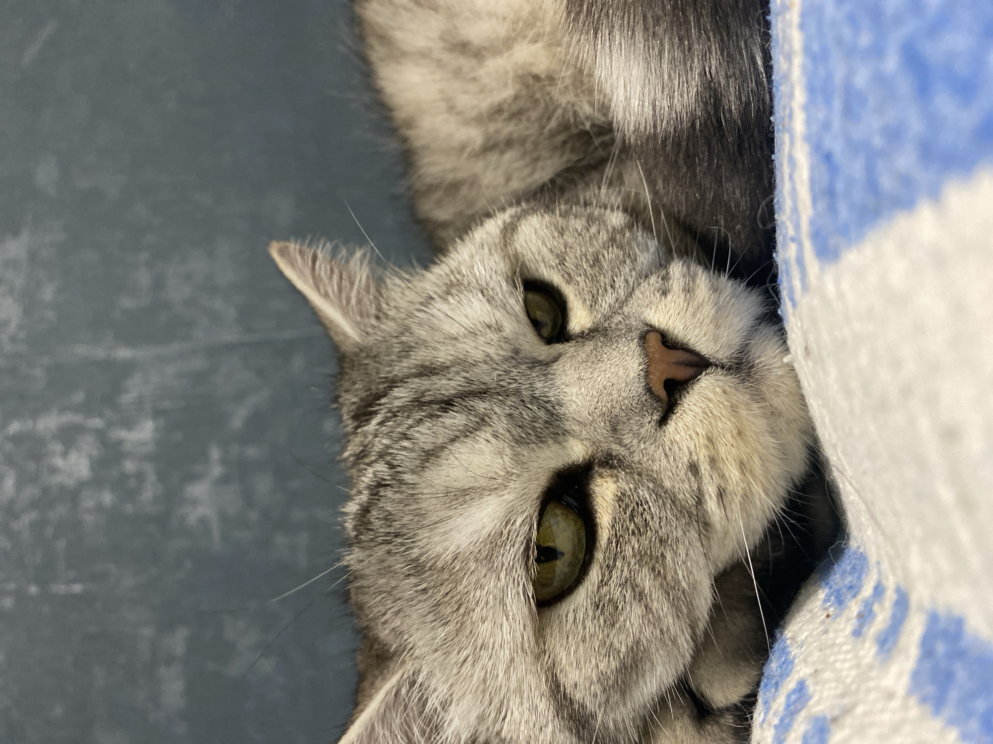 A close-up photograph features a gray tabby cat with green eyes. The cat is lying down, its head tilted toward the camera. The cat's fur is short and dense, with distinct tabby markings. The cat is partially resting against a blue and white striped object. The background is a blue surface. The location is not discernible from the image.