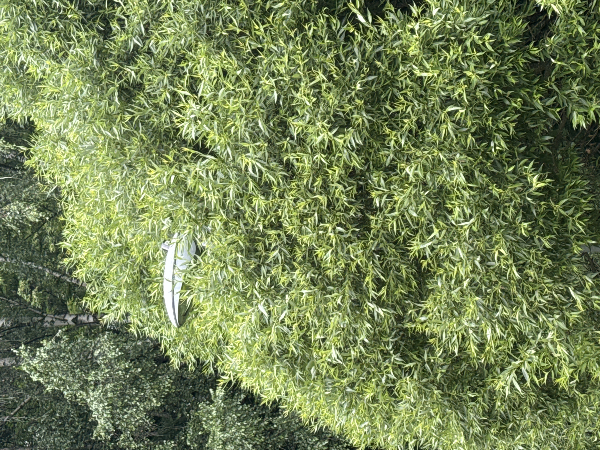 A white street lamp is partially obscured by dense green foliage. The lamp is positioned at the top of the frame, with its metallic casing visible against the leafy backdrop. The surrounding vegetation is lush and appears to be a tree or large bush, with numerous slender leaves. The lighting suggests it is daytime, possibly overcast. The image does not provide any identifiable landmarks or context to determine a specific location within Moscow, Russia. No people or actions are depicted.