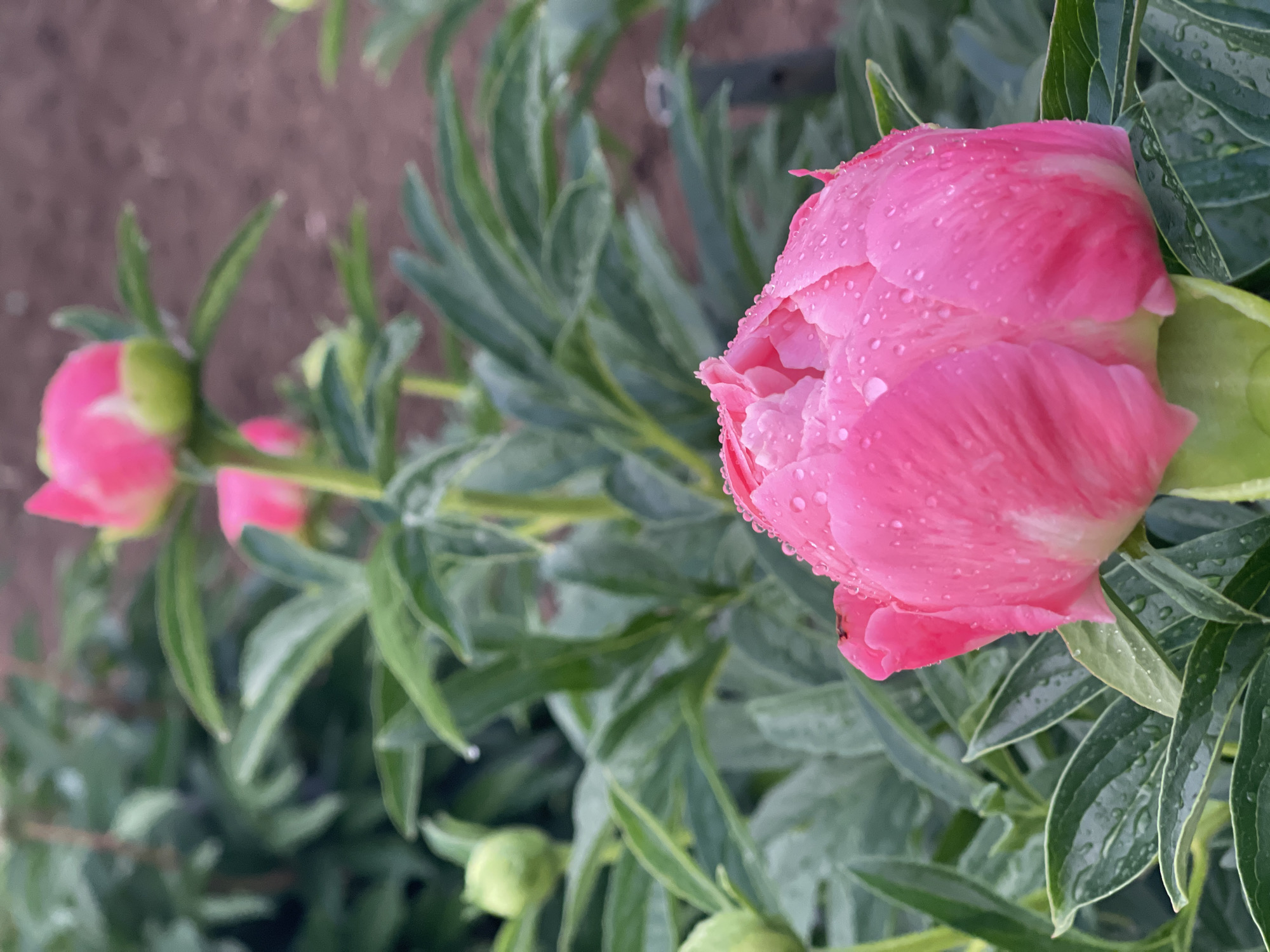 The image depicts a close-up, vertical shot of a vibrant pink peony bud heavily covered in water droplets, positioned in the lower center and right of the frame. The bud exhibits multiple layers of petals, with lighter pink and white streaks visible on some inner sections. Below the bud, a thick green stem and several green leaves are visible, also bearing water droplets.
In the midground, to the left and upper left, several other peony buds are partially visible. One distinct green bud is present on the far left. Another pink bud, similar in color to the foreground subject but less defined, is visible further back and to the right. The foliage throughout the midground consists of dense green leaves, some with water droplets, creating a soft, blurred background.
The upper right portion of the background reveals blurred brown soil, indicating a garden bed. The overall scene suggests an outdoor garden setting, possibly after rainfall or morning dew. No people are visible. The location is an outdoor garden setting; the specific city and address are unknown.