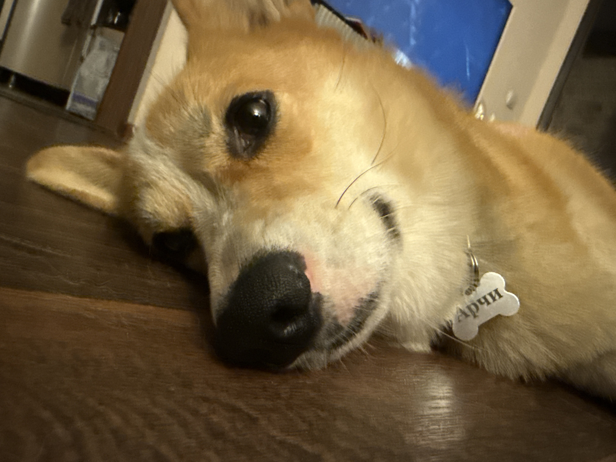 A tan and white corgi with a bone-shaped tag that says "Арчи" lies on a dark brown floor. The dog's black nose is close to the floor, and one eye is visible. The background is blurred, but shows a stainless steel appliance, a brown wooden beam, and a computer monitor. The location is unspecified, but given the name on the tag, potentially Votkinsk, Russia.