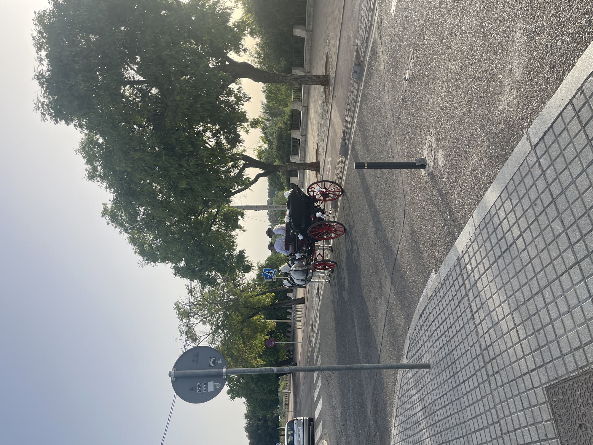 An outdoor, low-angle, medium shot captures a horse-drawn carriage with two passengers crossing a street in Córdoba, Spain. The carriage, which is black with red wheels, is pulled by two white horses. The two passengers, both men wearing white shirts and hats, are seated in the carriage. The carriage is on a paved road with a pedestrian crossing. A silver car is visible on the left side of the road. The right side of the road has a sidewalk with a tiled surface and trees lining the edge. The sky is clear and pale blue.