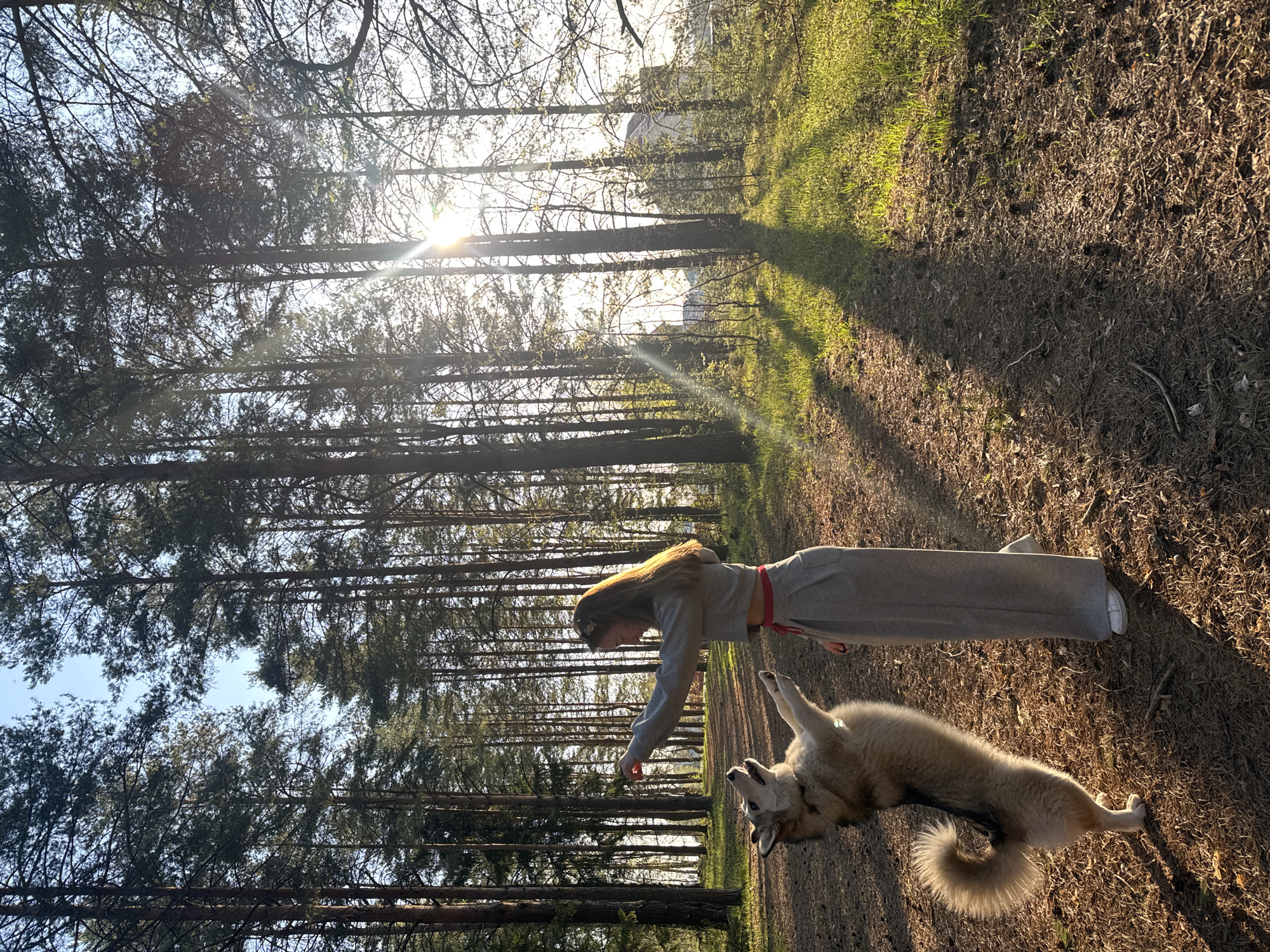 A slightly-rotated photograph captured in Прикамский, Russia, shows a woman interacting with a dog in a woodland environment. The woman has long hair and is wearing a gray tracksuit with a red accent at the waist. She is bending down, seemingly offering something to the dog. The dog is lying on its back, facing upwards, with its tail curled. The location appears to be a forest or wooded area, with tall trees visible on both sides. Sunlight filters through the trees, creating lens flare. The ground is covered with dry grass and leaves. The overall scene depicts a moment of interaction between the woman and her dog in a natural setting.