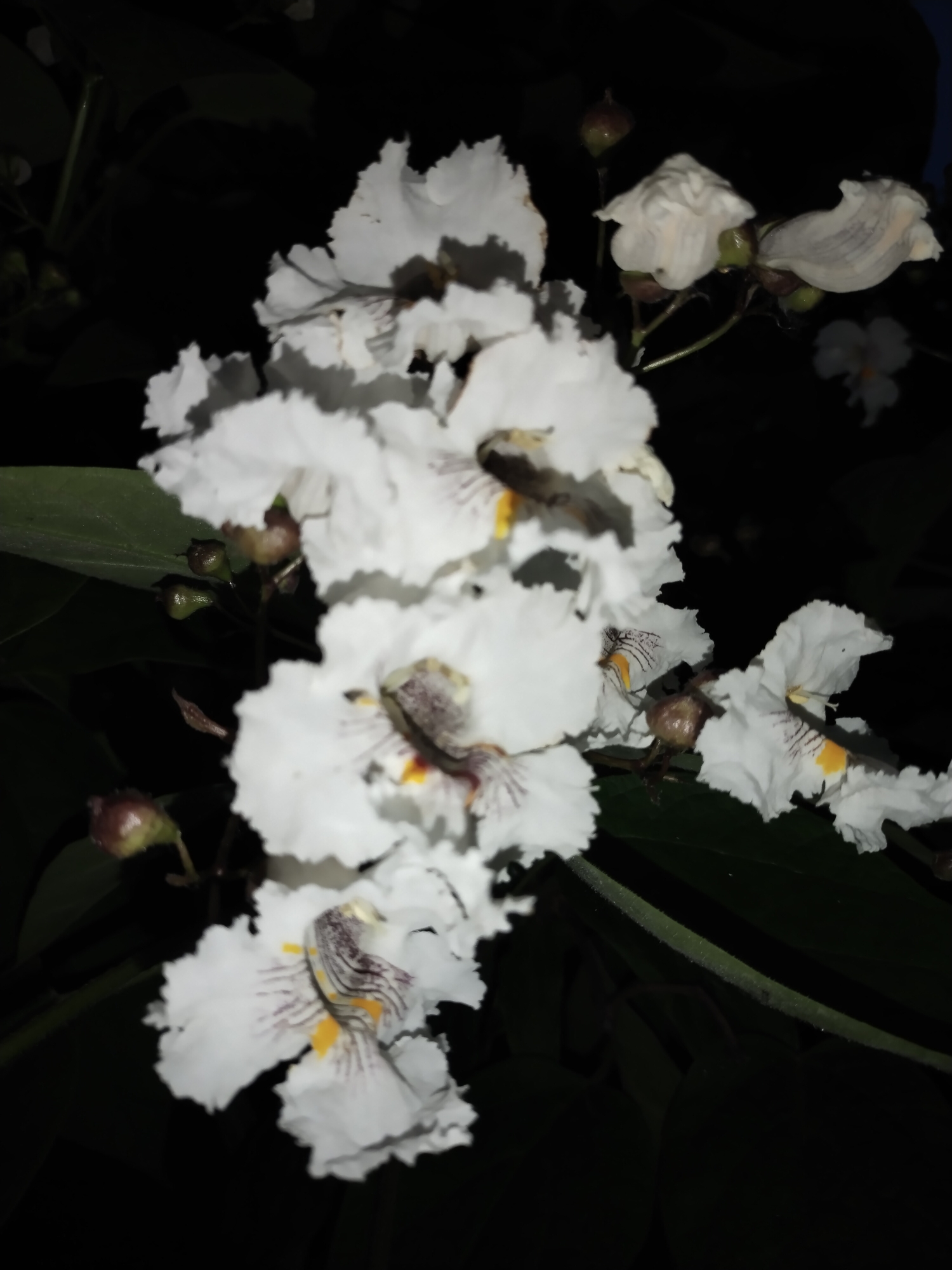 A close-up, artificially lit photograph taken at night in Horishni Plavni, Ukraine, displays a cluster of white flowers from a deciduous plant. Each flower features five irregularly ruffled, white petals. The throat of each bloom exhibits a prominent yellow blotch accompanied by distinct reddish-purple or brownish-purple striations that extend into the base of the petals. Approximately ten open or partially open flowers are visible, along with several greenish and reddish-brown buds in various stages of development, indicating ongoing blooming. Dark green leaves are discernible behind and among the flowers, largely out of focus, suggesting the plant's natural foliage. The background is uniformly dark, appearing black, which strongly suggests deep shadow or nighttime conditions where only the foreground was illuminated by an artificial light source, likely a flash. No people or animals are present in the frame.