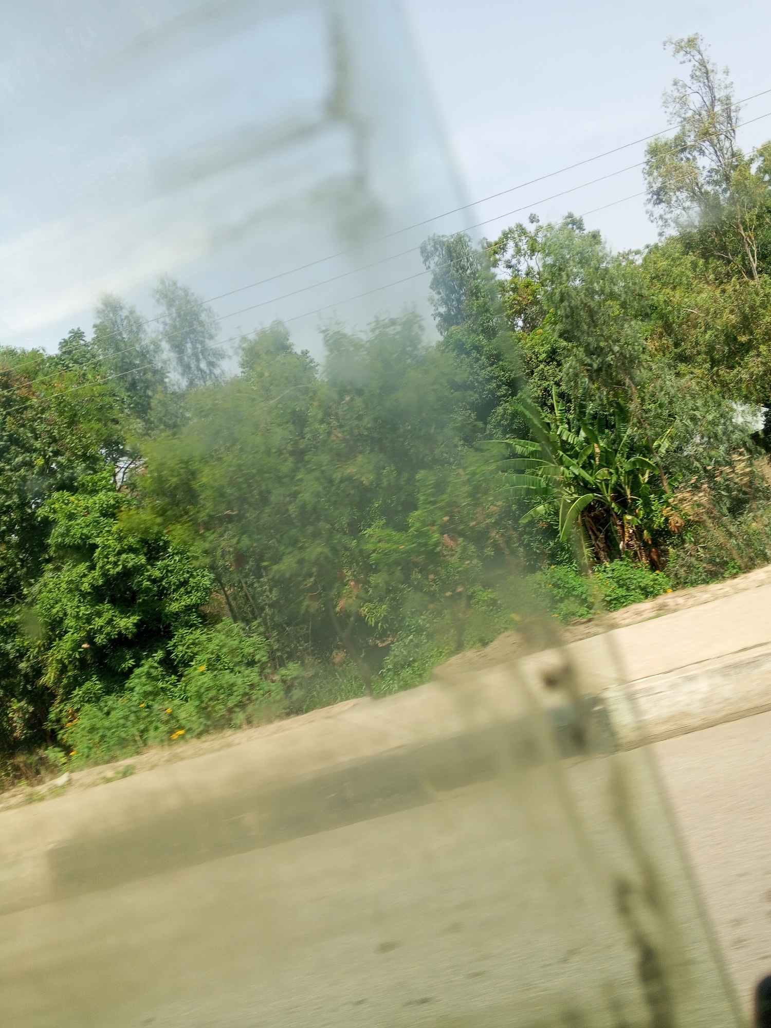 The image presents a view of a lush green landscape, apparently captured from inside a vehicle through a somewhat reflective and smudged window. The window surface, with its hazy and partially obscured nature, dominates the foreground, particularly in the lower left portion of the frame.
In the midground, a vibrant expanse of dense green foliage covers most of the scene. Various types of trees and bushes are visible, displaying different shades and textures of green. Towards the center-right, a prominent cluster of broad-leaved banana plants stands out amongst the other vegetation. Near the bottom left, closer to what appears to be a road, some smaller bushes with small yellow flowers can be discerned.
A light-colored, paved road or path with a concrete curb or barrier runs along the bottom and right edges of the image. The background is filled with more trees, some taller and reaching towards the sky, which is a soft, light blue to white, suggesting an overcast or partly cloudy daytime. Several thin power lines stretch across the upper part of the sky and through the upper branches of the trees.
The scene evokes a natural, semi-rural or rural environment, consistent with the tropical or subtropical climate found in Jos, Nigeria. No human figures or discernible activities other than observation from a vehicle are present. There is no visible text in the image. The time of day appears to be daytime, under diffused light.