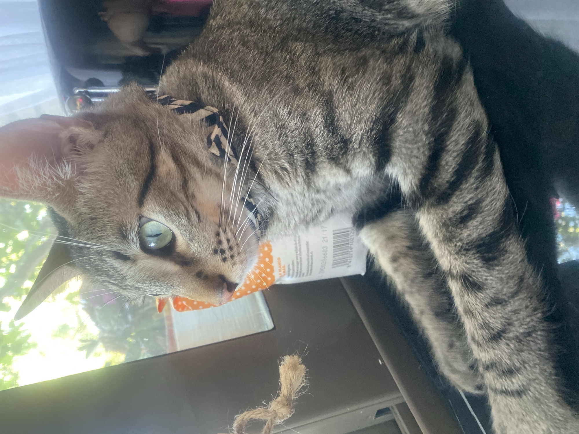 A close-up, eye-level, outdoor shot captures a tabby cat with green eyes wearing a black and white patterned collar. The cat is positioned in the foreground, its body angled towards the left, with its paws resting on a dark, reflective surface. To the left of the cat, a small, frayed piece of tan rope hangs from an unseen object. Behind the cat, a white paper bag with orange polka dots is visible, displaying text and a barcode. A window with sunlight filtering through green foliage is to the left, suggesting an outdoor or semi-outdoor setting. The environment appears to be in Mas De Moregons, Spain, characterized by the natural light and greenery.