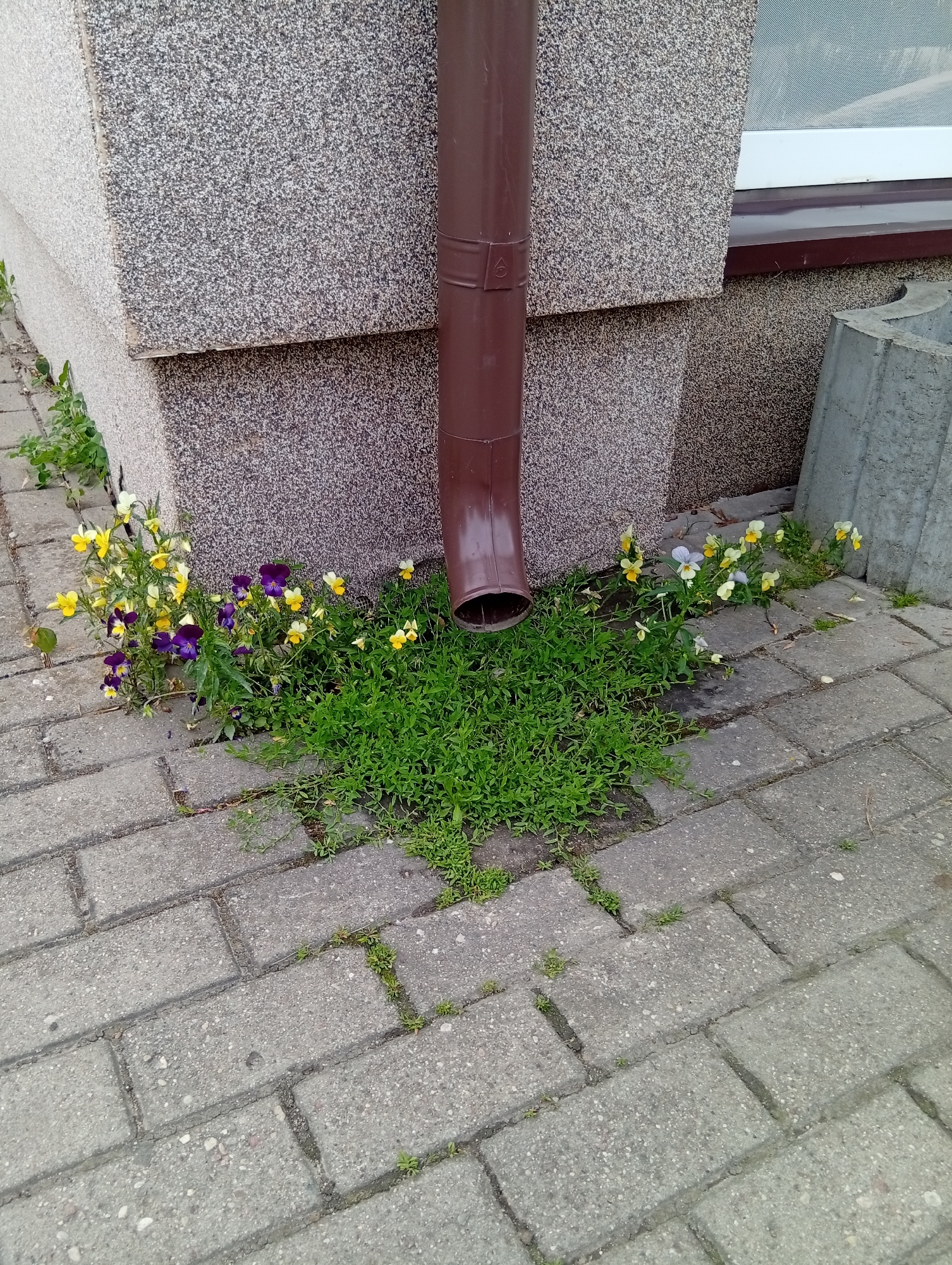 A close-up, eye-level outdoor shot captures the base of a building in Micaičiai, Lithuania, where a downspout meets a paved area. The building's wall has a textured, speckled gray finish, and a brown downspout descends from the upper right of the frame towards a patch of green grass and small, multi-colored flowers. The paved area consists of interlocking gray concrete bricks with some small weeds growing in the cracks. The overall scene suggests a somewhat neglected urban outdoor space.