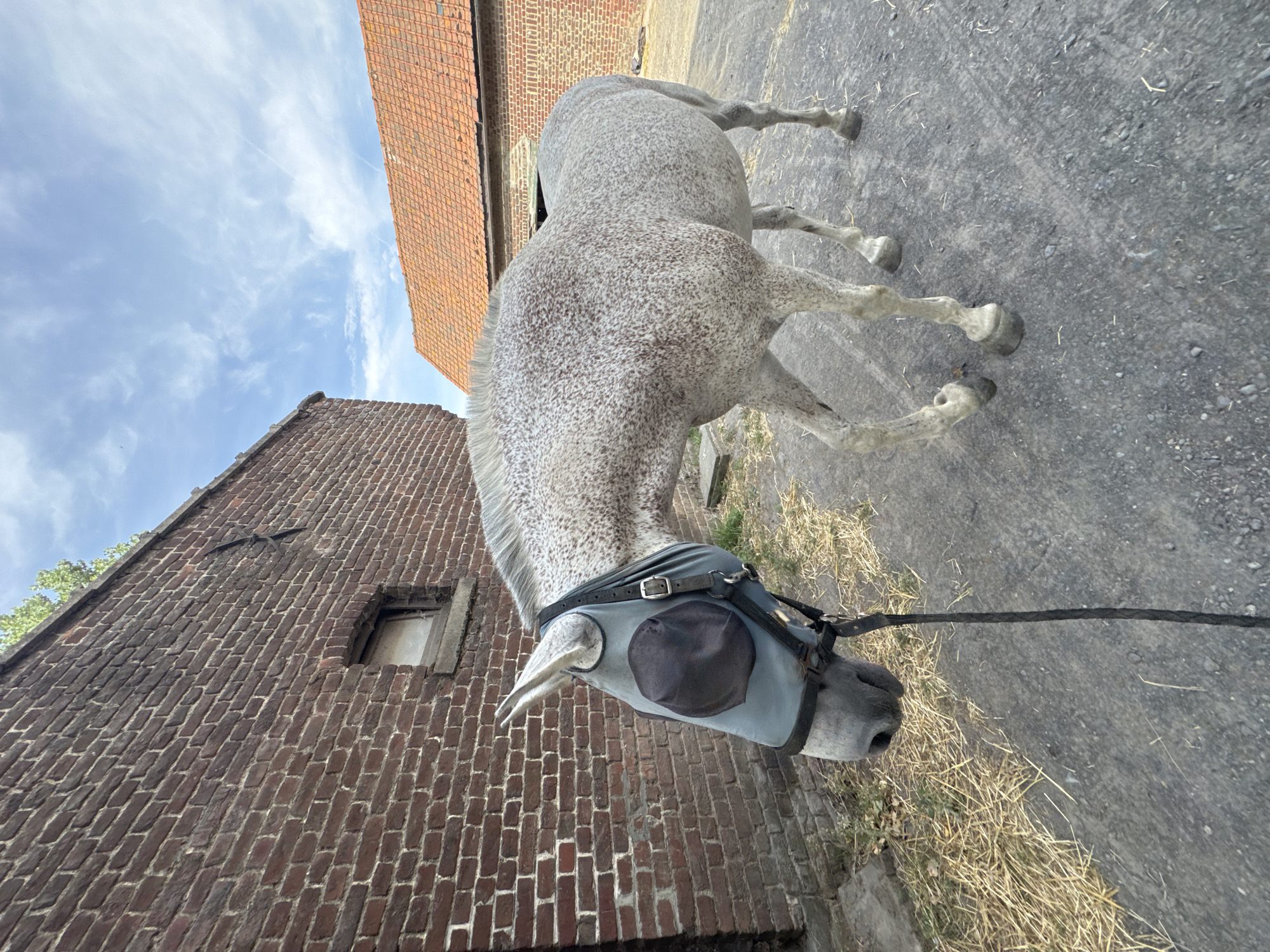 An adult, dappled grey horse wearing a light blue fly mask with dark mesh eye coverings is walking on a gravel path. The horse is positioned in the center of the frame, facing left, with its head lowered. A black braided rope halter and lead is attached to the horse's head. To the left of the horse, a weathered brick building with a small, grimy window runs along the edge of the frame. A pile of dried grass is visible near the base of this building. In the background, an orange-tiled roof of another building is visible against a sky with scattered white clouds. The scene appears to be in a rural or semi-rural setting, possibly a farmyard or stable yard in Estaimpuis, Belgium, indicated by the architectural style of the brick buildings and the presence of agricultural elements like the dried grass.