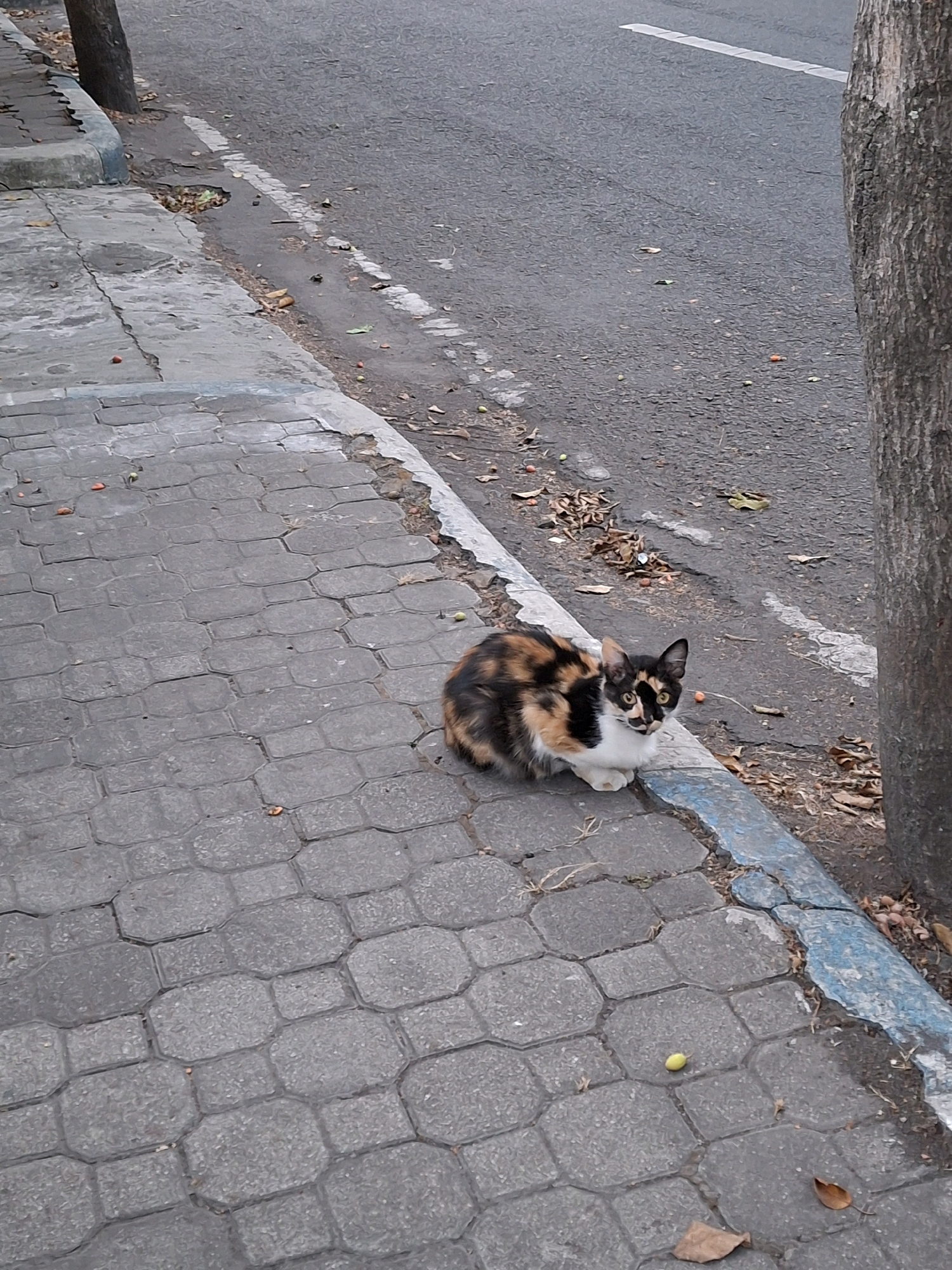 A calico cat with patches of orange, black, and white fur is sitting on a sidewalk next to a street. The cat is facing the camera and appears to be looking at something off to the side. The sidewalk is made of gray interlocking pavers, and there are some fallen leaves and small fruits on the ground. The street is paved with asphalt and has a white line marking the edge. A tree trunk is visible on the right side of the image. The overall scene suggests an outdoor environment in a city. This scene may be located in Lumajang, Indonesia.