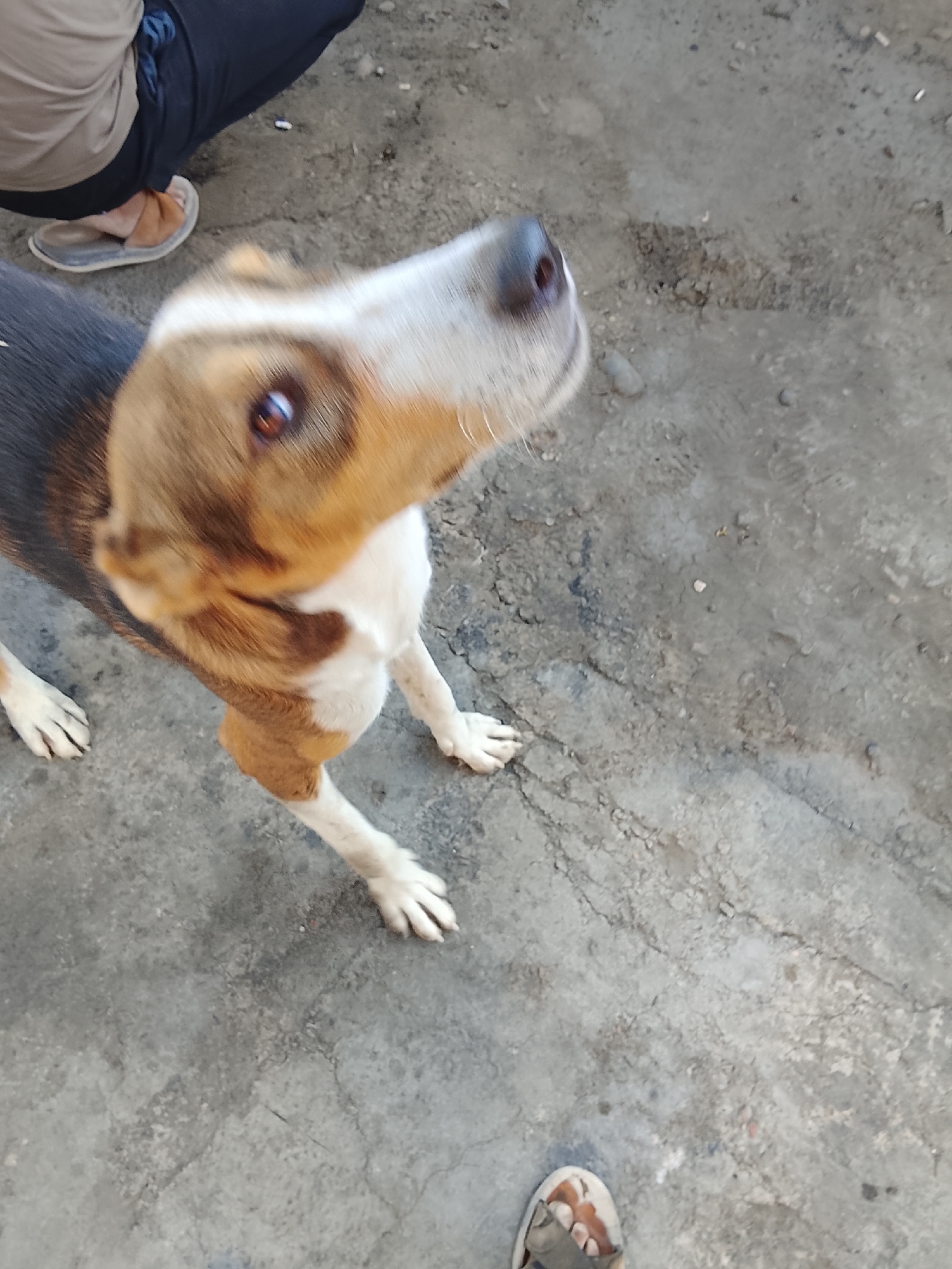 The image depicts a medium-sized dog with brown and white markings, looking upwards. The dog's head is in the foreground, and its body extends into the background. The dog appears to be on a paved surface, possibly concrete, with some dirt and debris scattered around. In the upper left corner, a person is partially visible, wearing dark pants and sandals. Another foot wearing sandals is visible in the bottom right corner of the image. The lighting suggests it is daytime. The location is identified as Sabir Rakhimov, Uzbekistan.