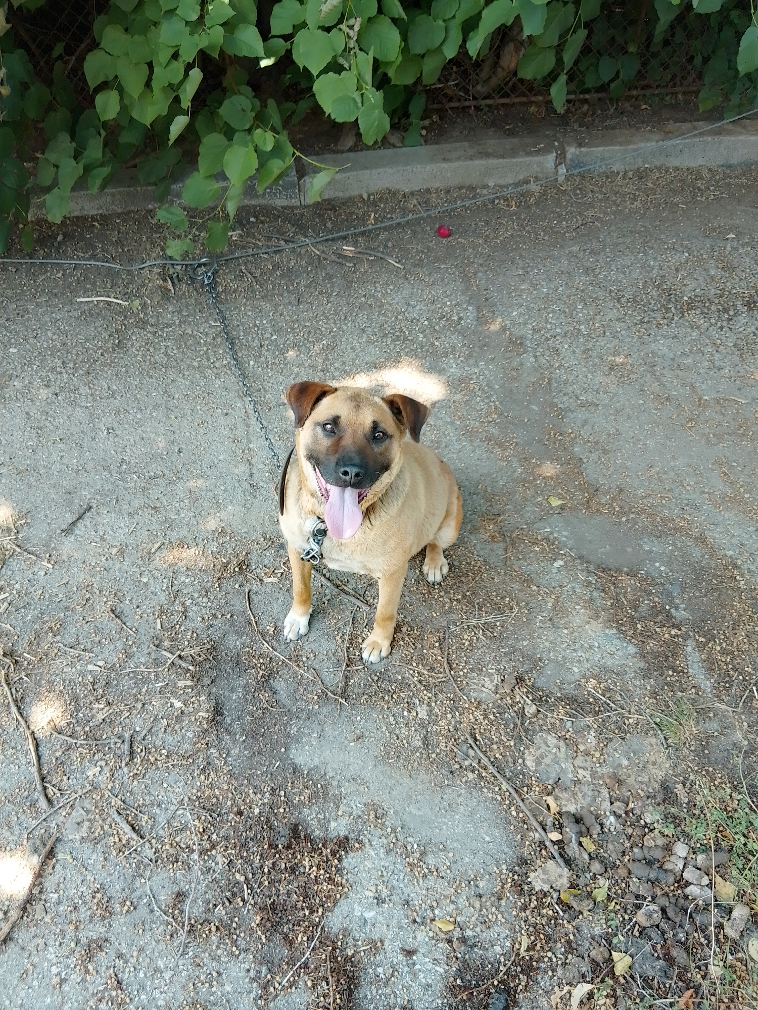 In this full, eye-level outdoor shot, a medium-sized, tan-colored dog with dark ears and a black nose sits on a gravelly pathway, panting with its tongue out. The dog is leashed to a metal chain that disappears off the left side of the frame. The dog wears a red and black collar. Behind the dog, green foliage grows along a chain-link fence, above a concrete curb. The ground is covered in small stones and debris, with a single red object, possibly a flower petal, visible on the ground to the left of the dog. The lighting suggests it is daytime, with shadows cast across the scene.
