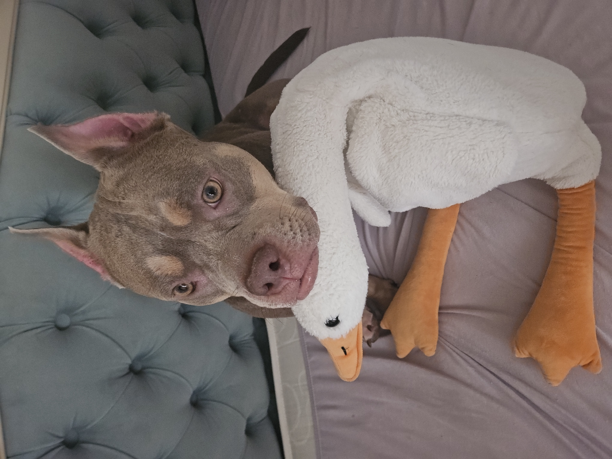 A brown pit bull dog with large, pointed ears and light brown eyes lies on a bed with a plush white goose toy. The dog has its mouth around the goose's neck, holding it close. The bed has a lavender comforter and is positioned in front of a tufted, light blue headboard. The scene is indoors. There is no information about the city of Ulyanovsk, Russia.