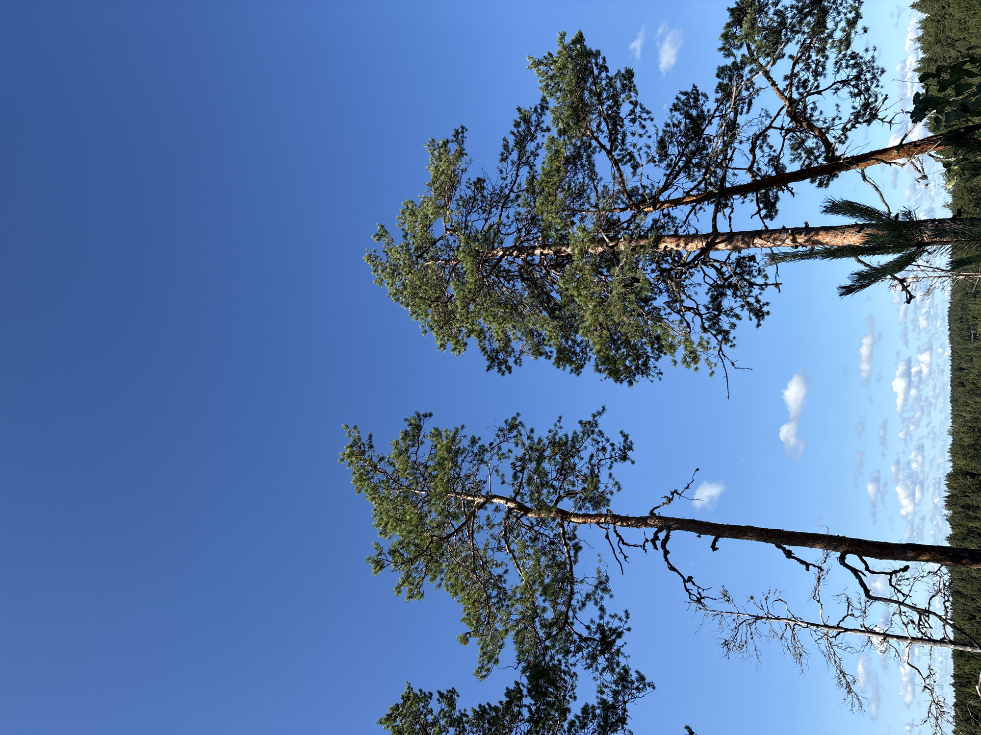 The image depicts a clear blue sky above a dense forest and several tall pine trees in the foreground. The trees are in various stages of health, with some appearing lush and green, while others show bare branches. The forest appears to be in Kir'yavalakhti, Russia, with a flat horizon line. The scene is bathed in sunlight, casting shadows that are not clearly visible. There are a few scattered clouds in the sky. No people or animals are visible in the frame. The overall impression is a natural, outdoor setting with a focus on the sky and the trees.